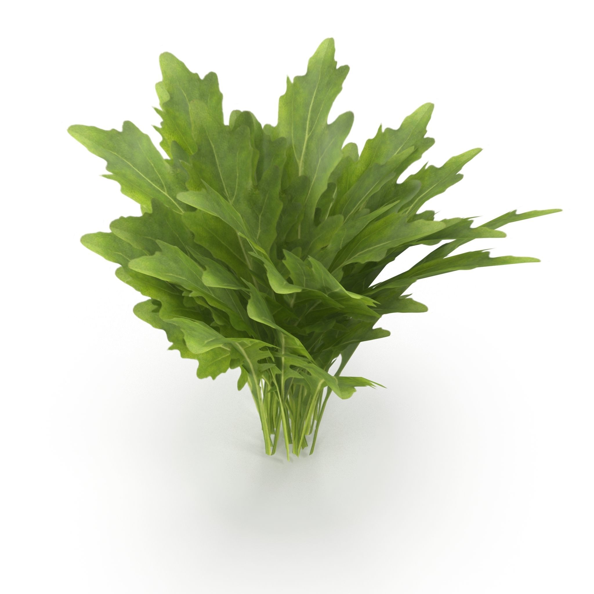 Arugula Bunch 3D model_5