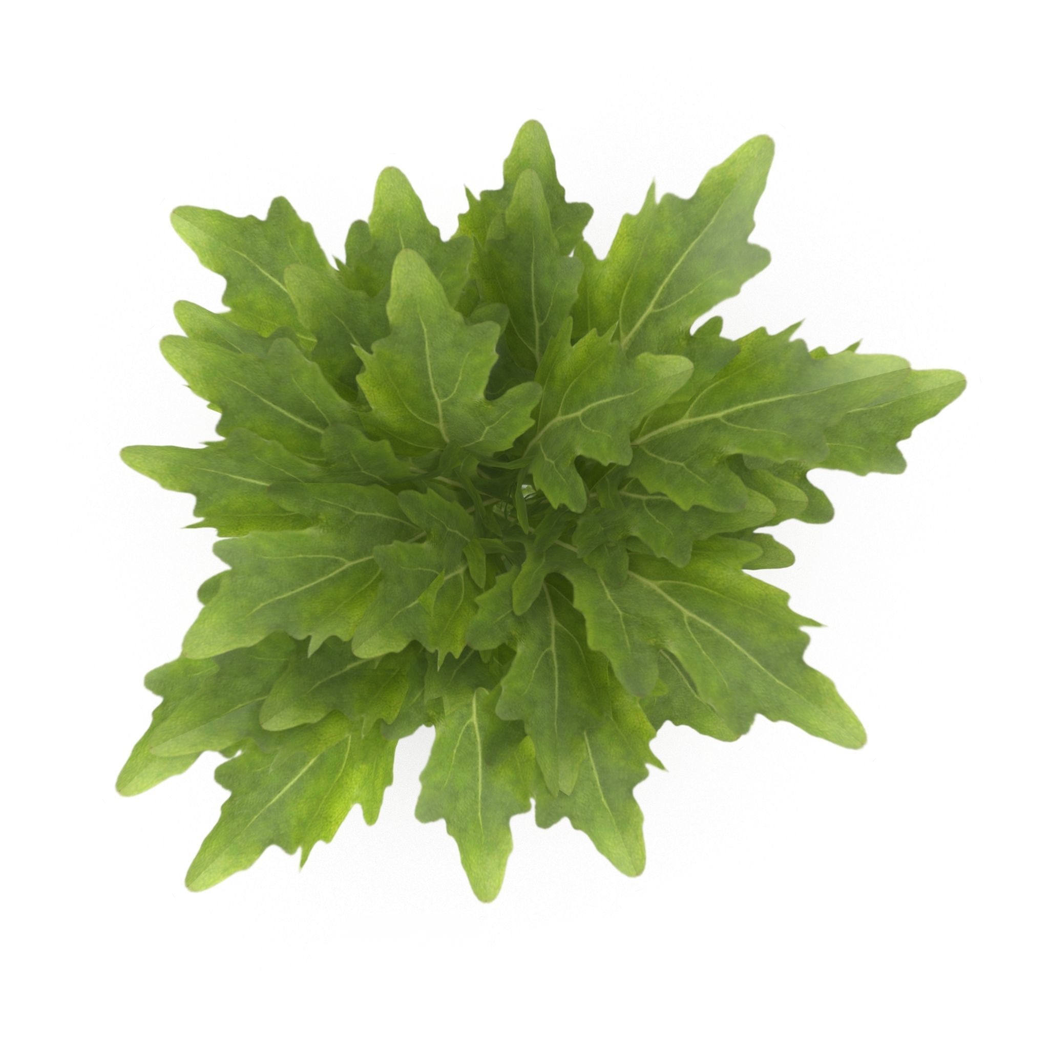 Arugula Bunch 3D model_1