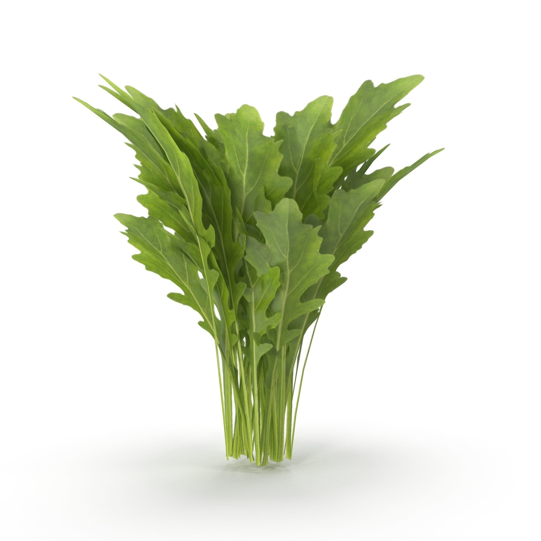 Arugula Bunch 3D model_6