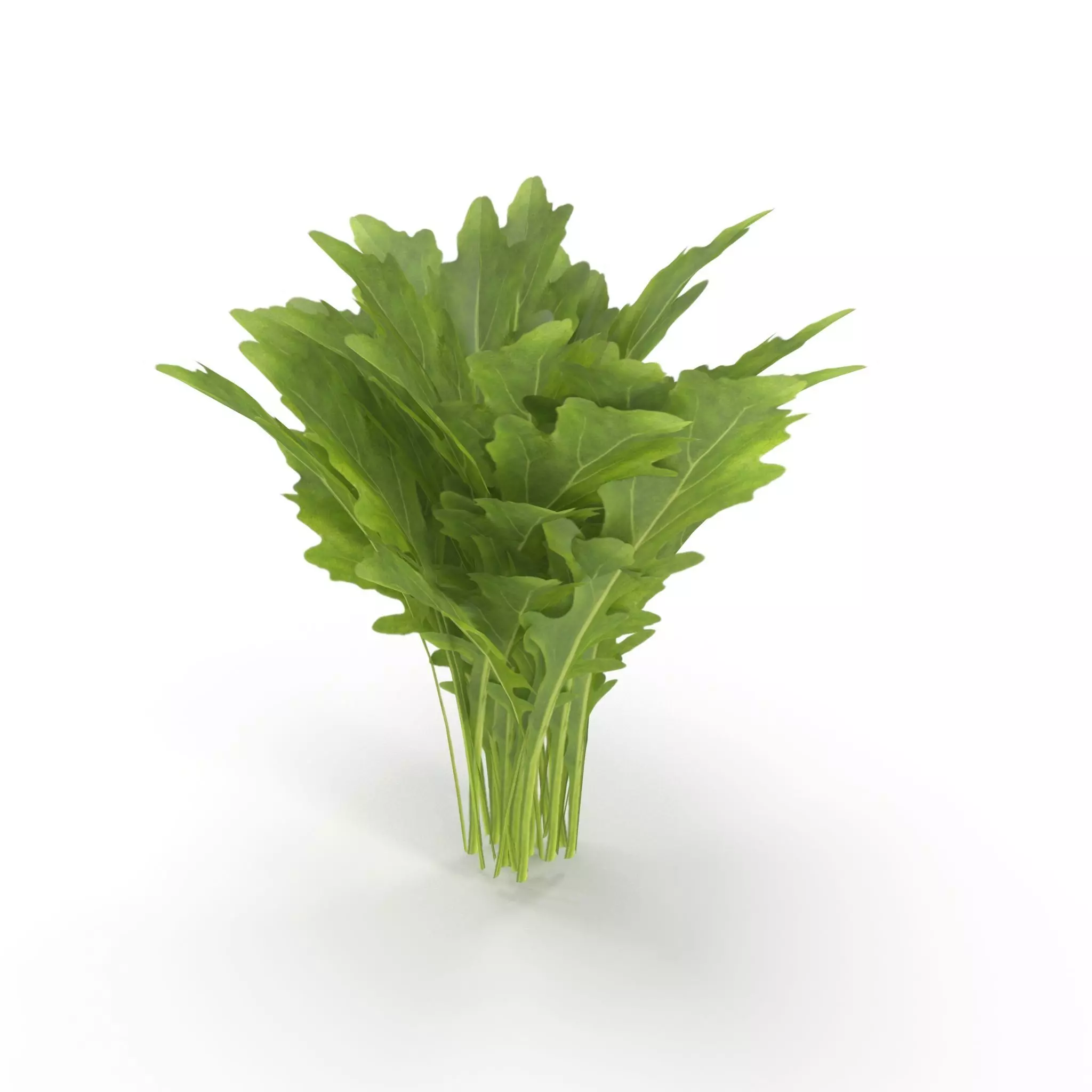 Arugula Bunch 3D model_0