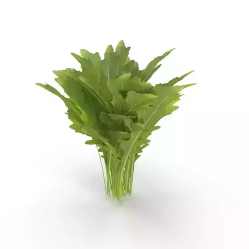 Arugula Bunch 3D model