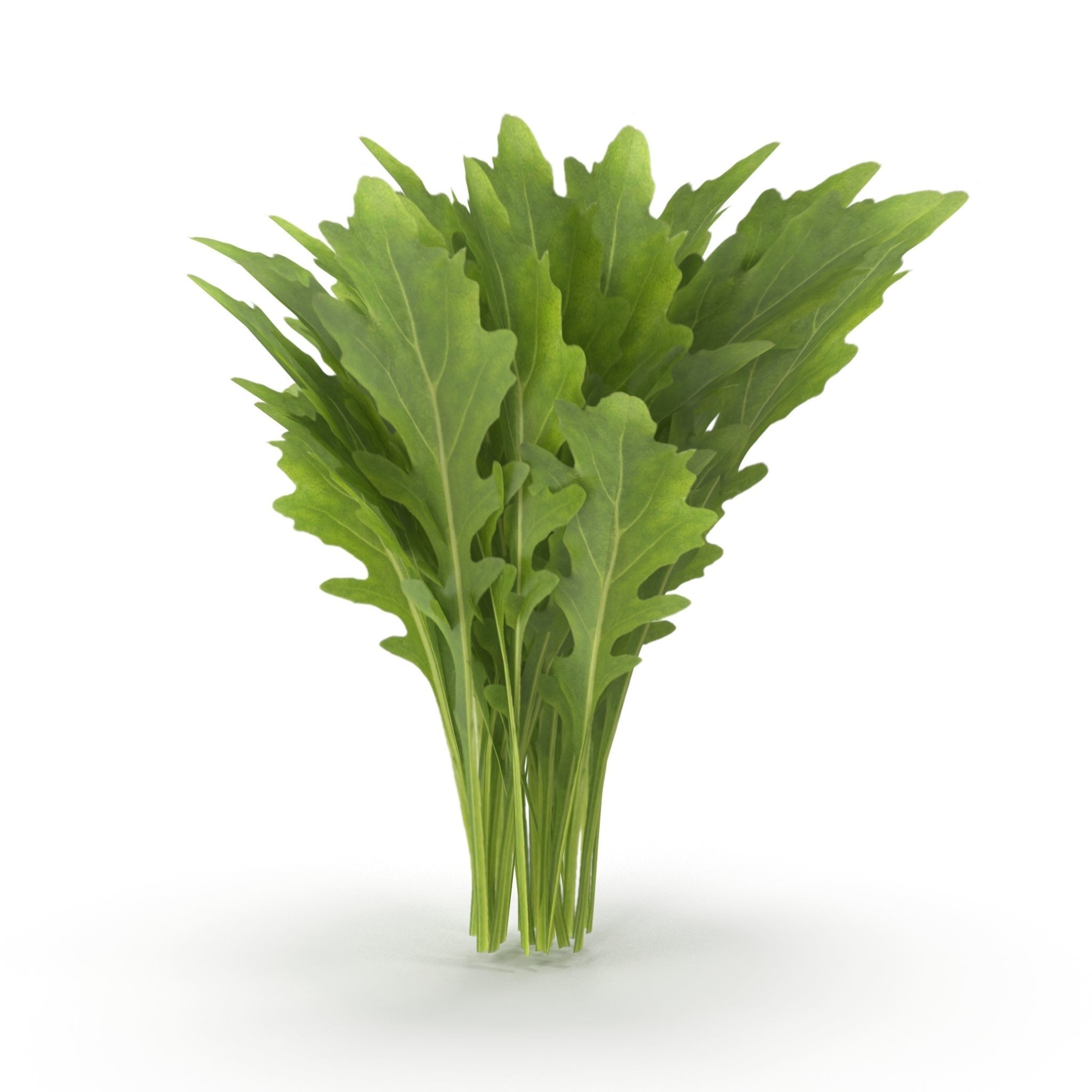 Arugula Bunch 3D model_8