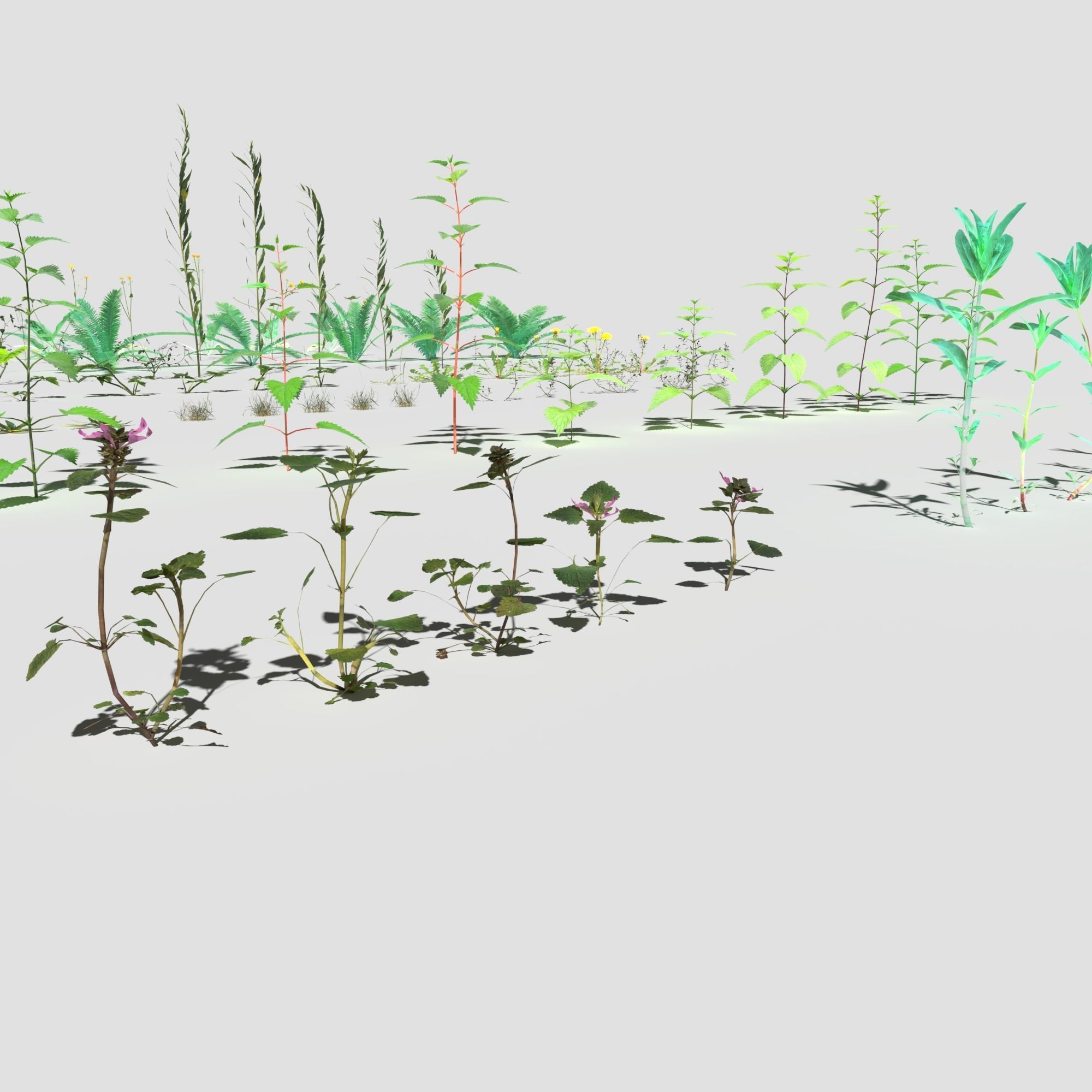 Plant Pack Meadow 3D model_19