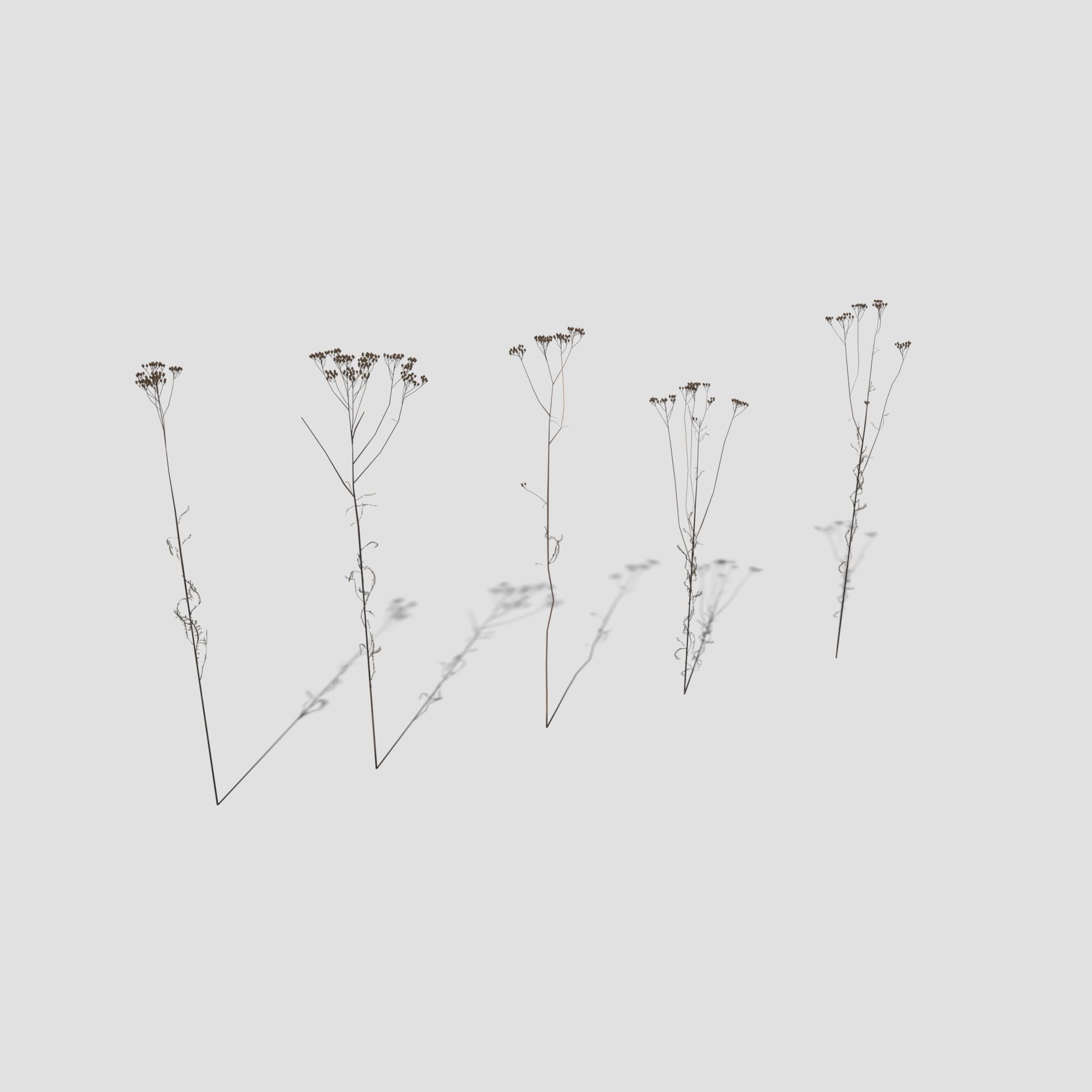 Plant Pack Meadow 3D model_36