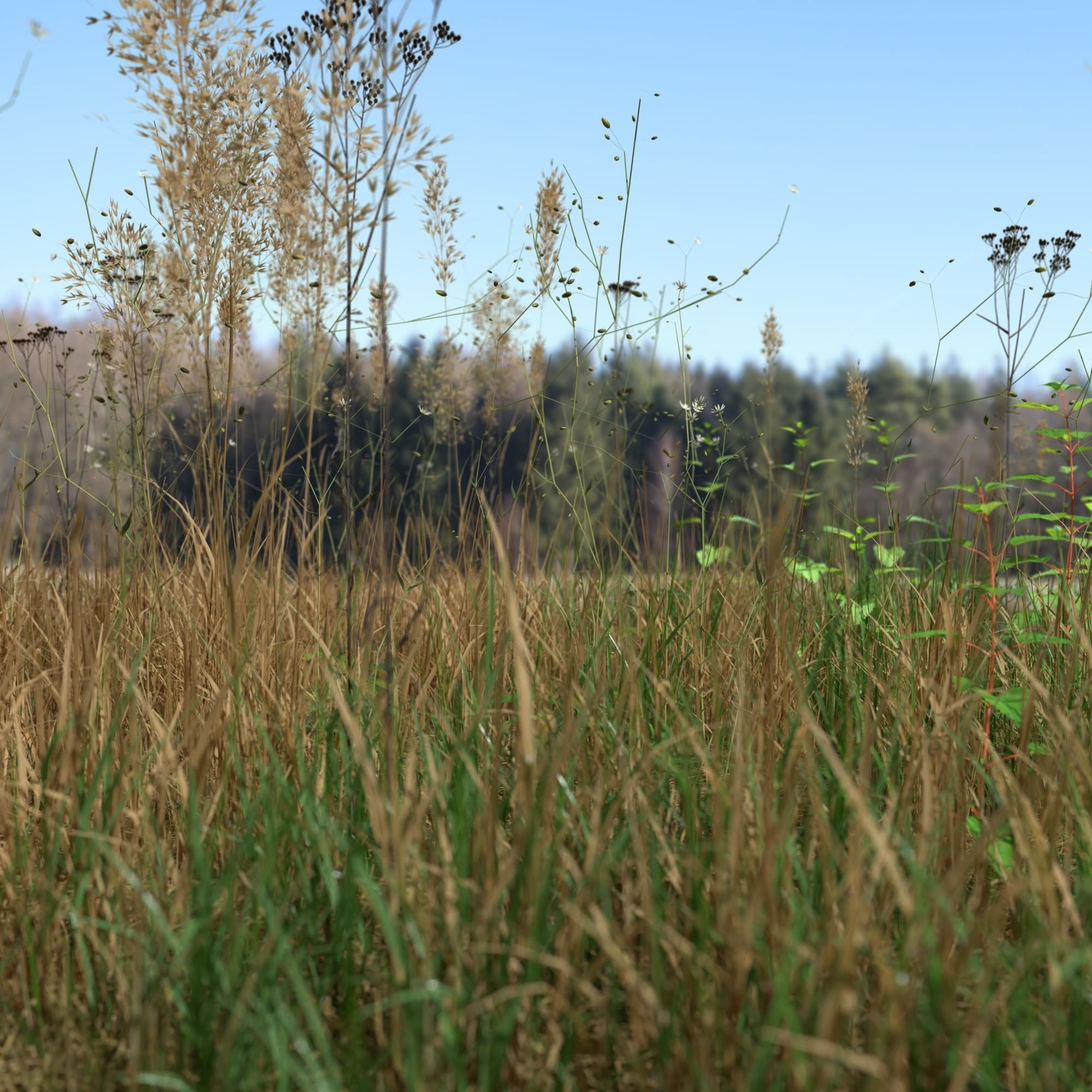 Plant Pack Meadow 3D model_4