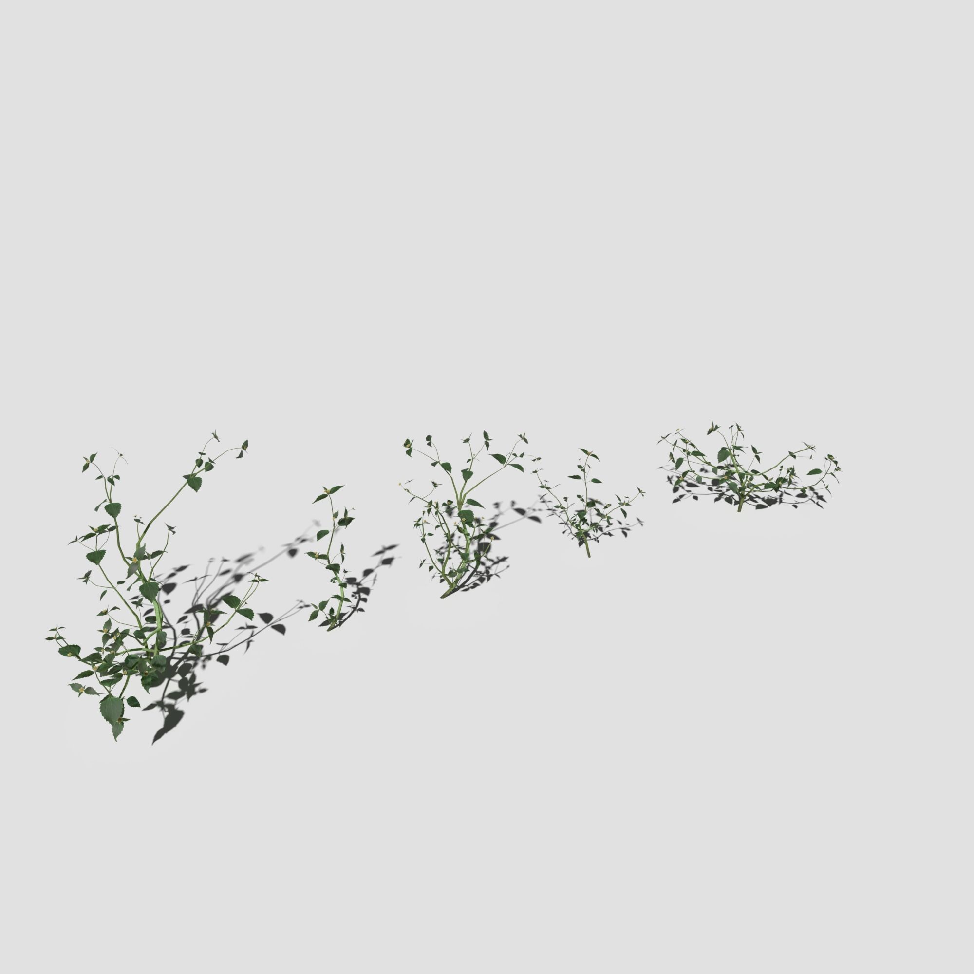 Plant Pack Meadow 3D model_42