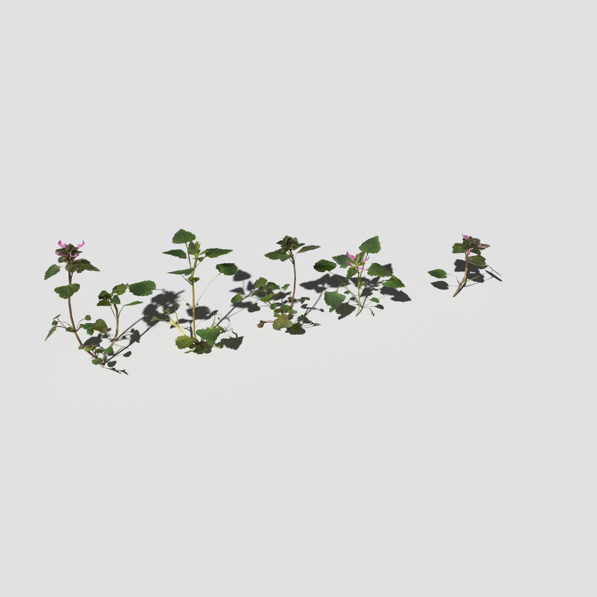 Plant Pack Meadow 3D model_60
