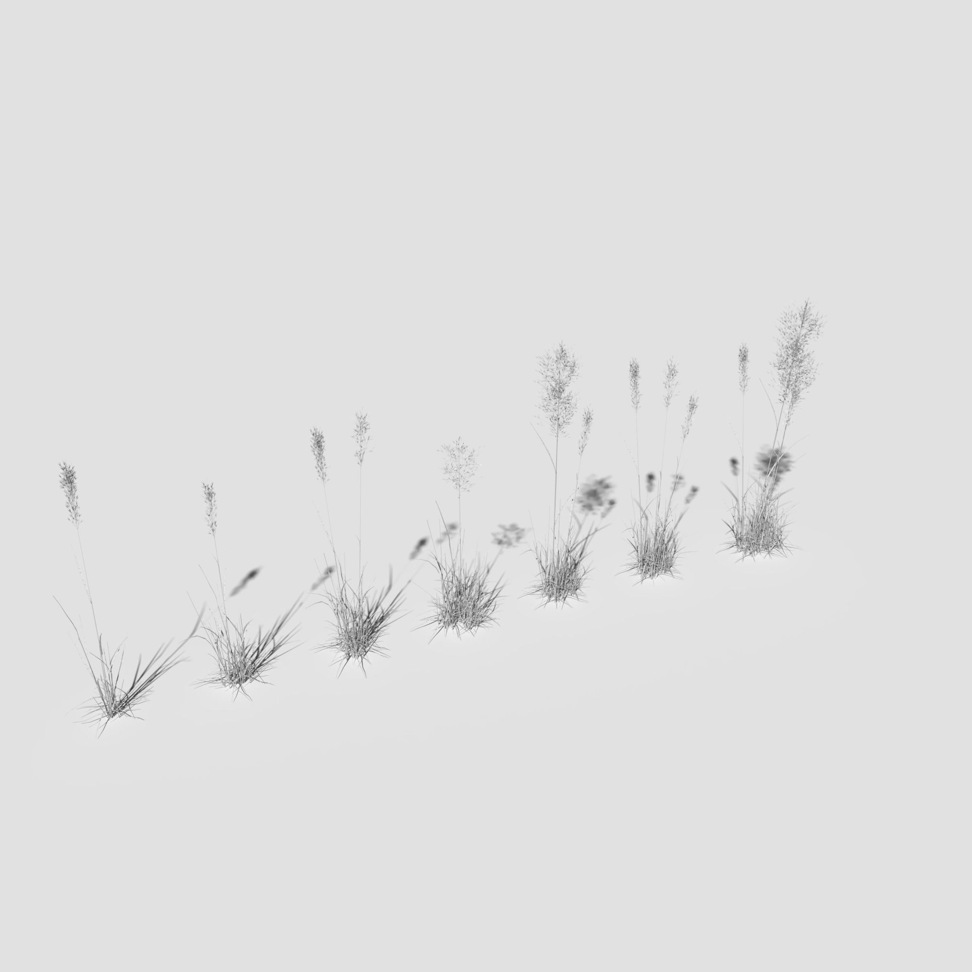Plant Pack Meadow 3D model_69