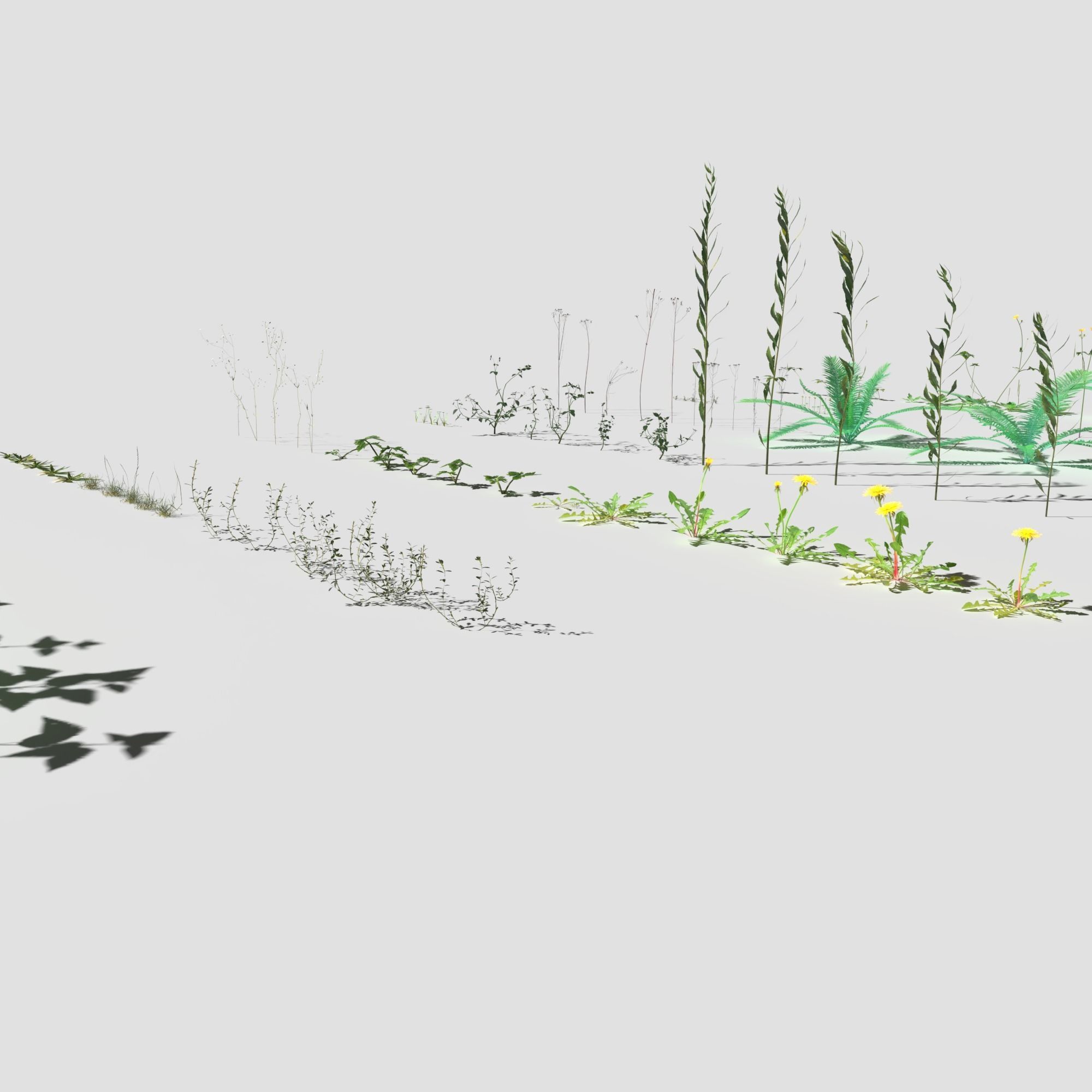 Plant Pack Meadow 3D model_9