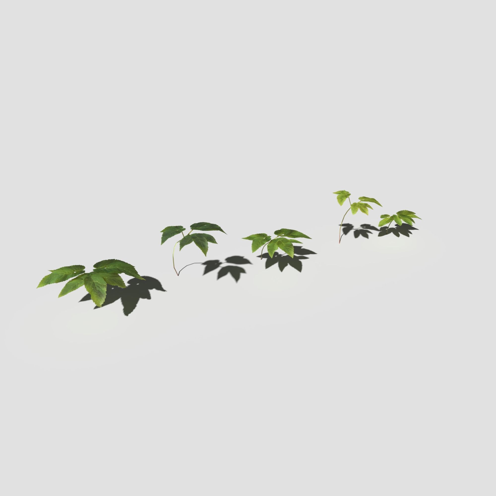 Plant Pack Meadow 3D model_21