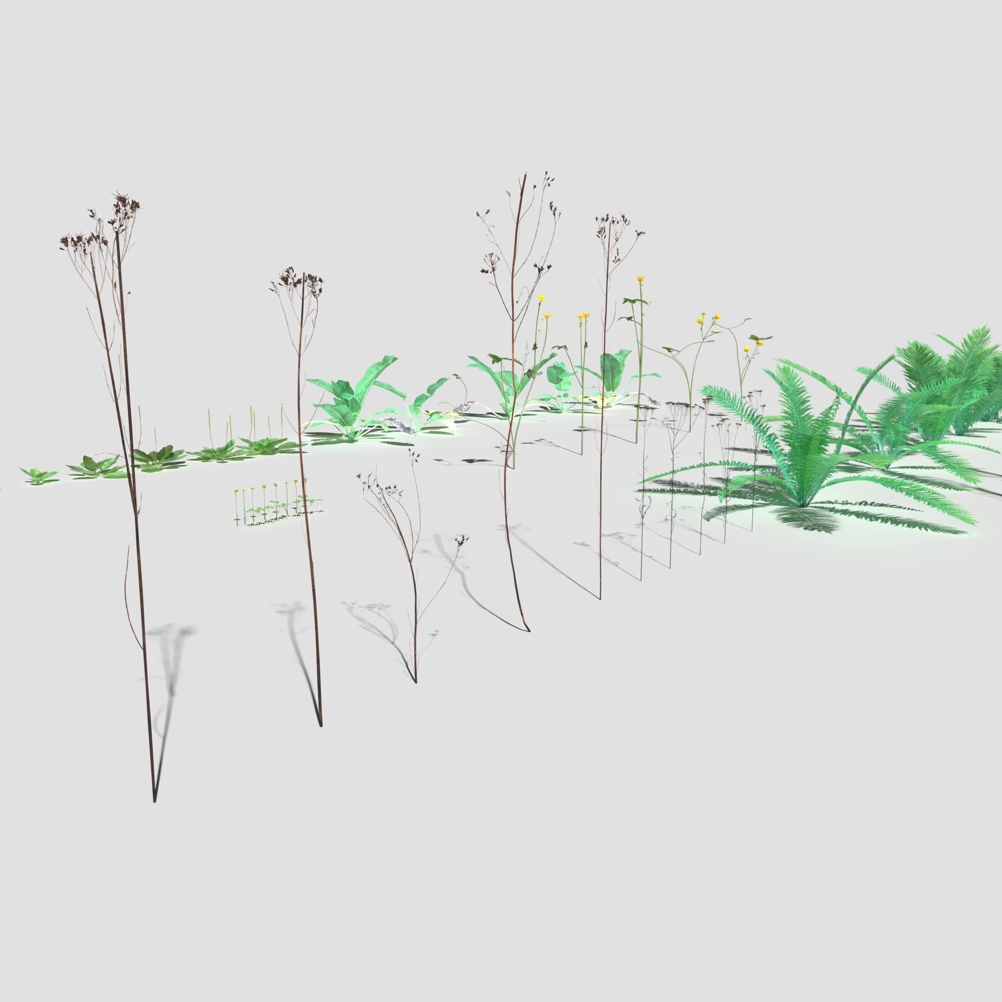 Plant Pack Meadow 3D model_14