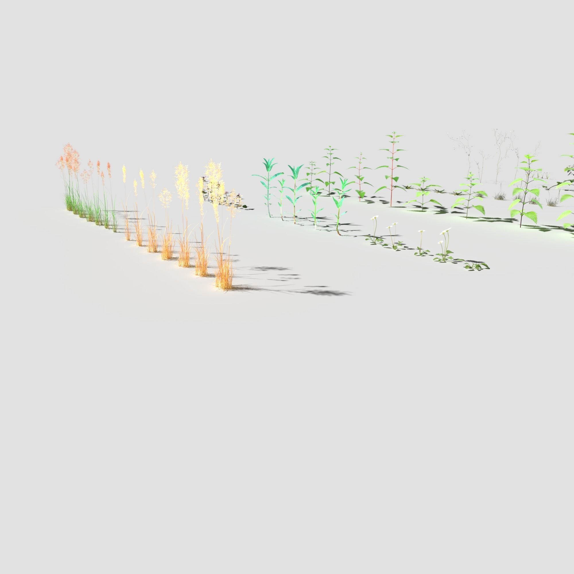 Plant Pack Meadow 3D model_7