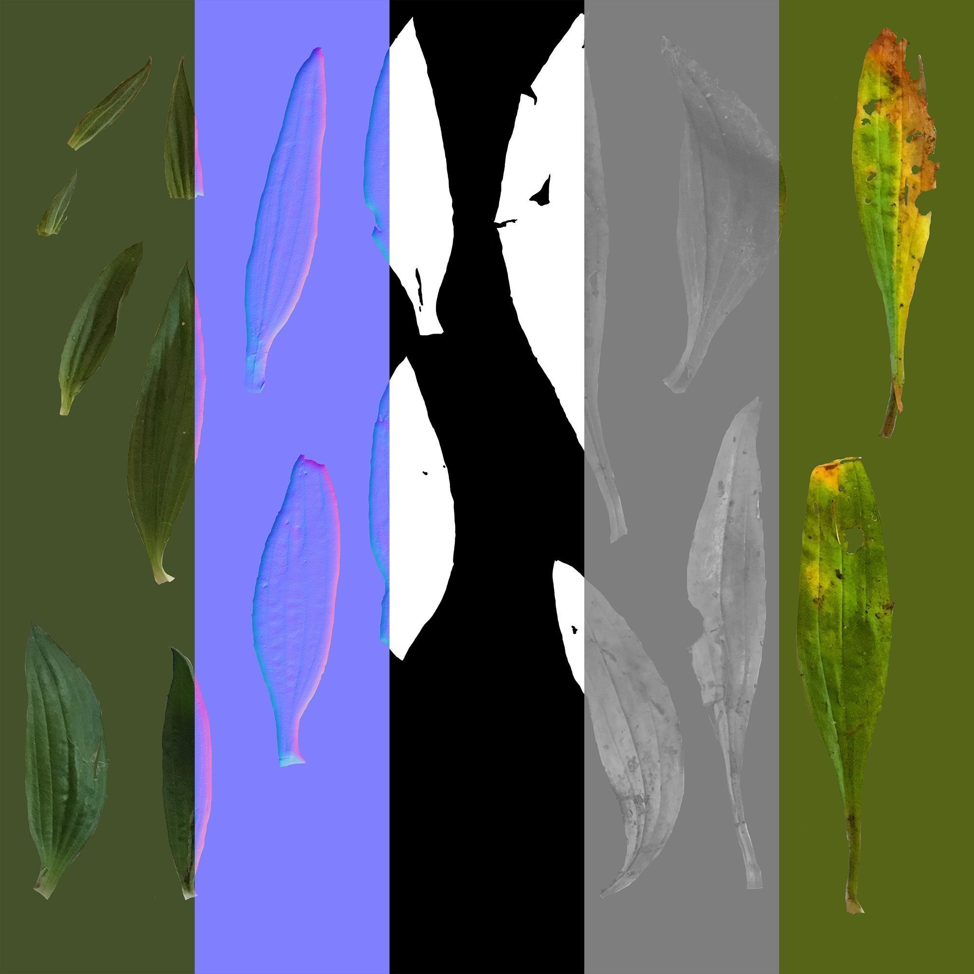 Plant Pack Meadow 3D model_85