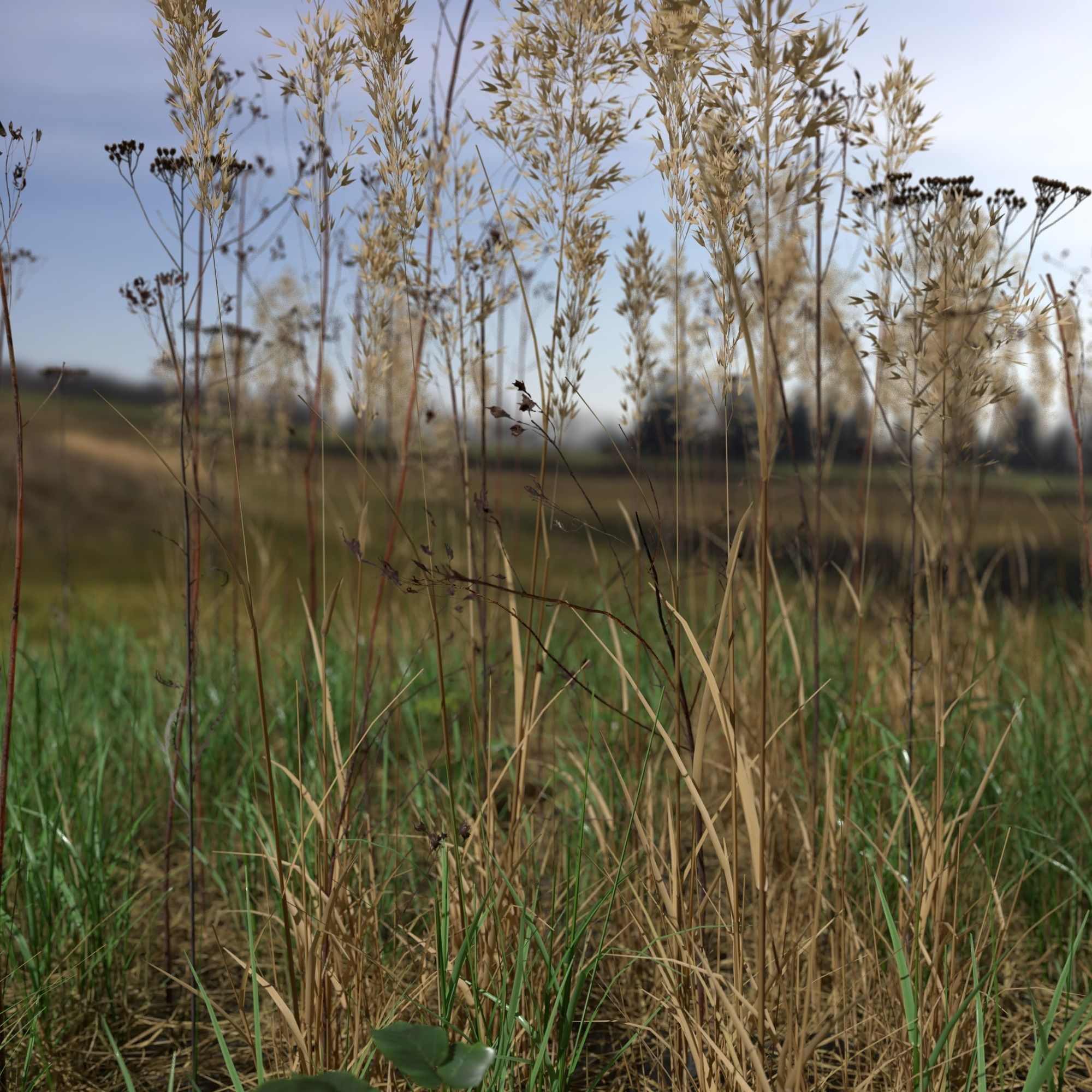 Plant Pack Meadow 3D model_2