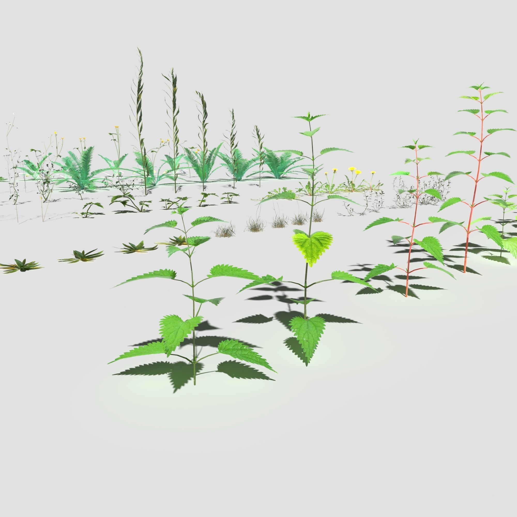 Plant Pack Meadow 3D model_18