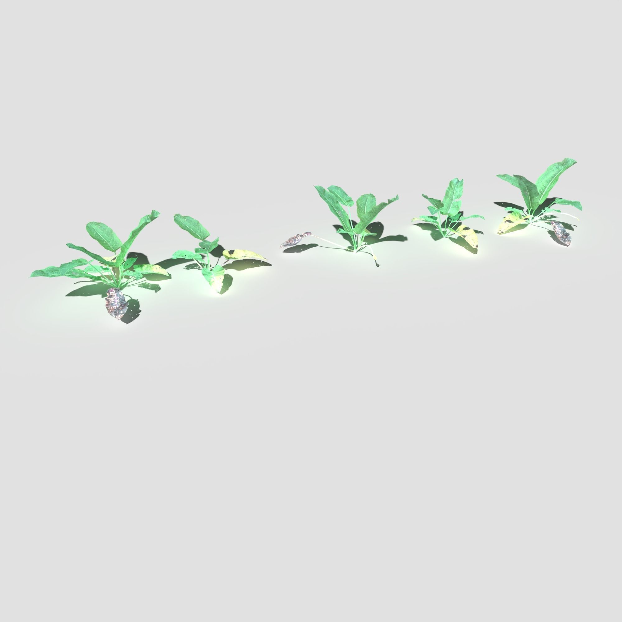 Plant Pack Meadow 3D model_25