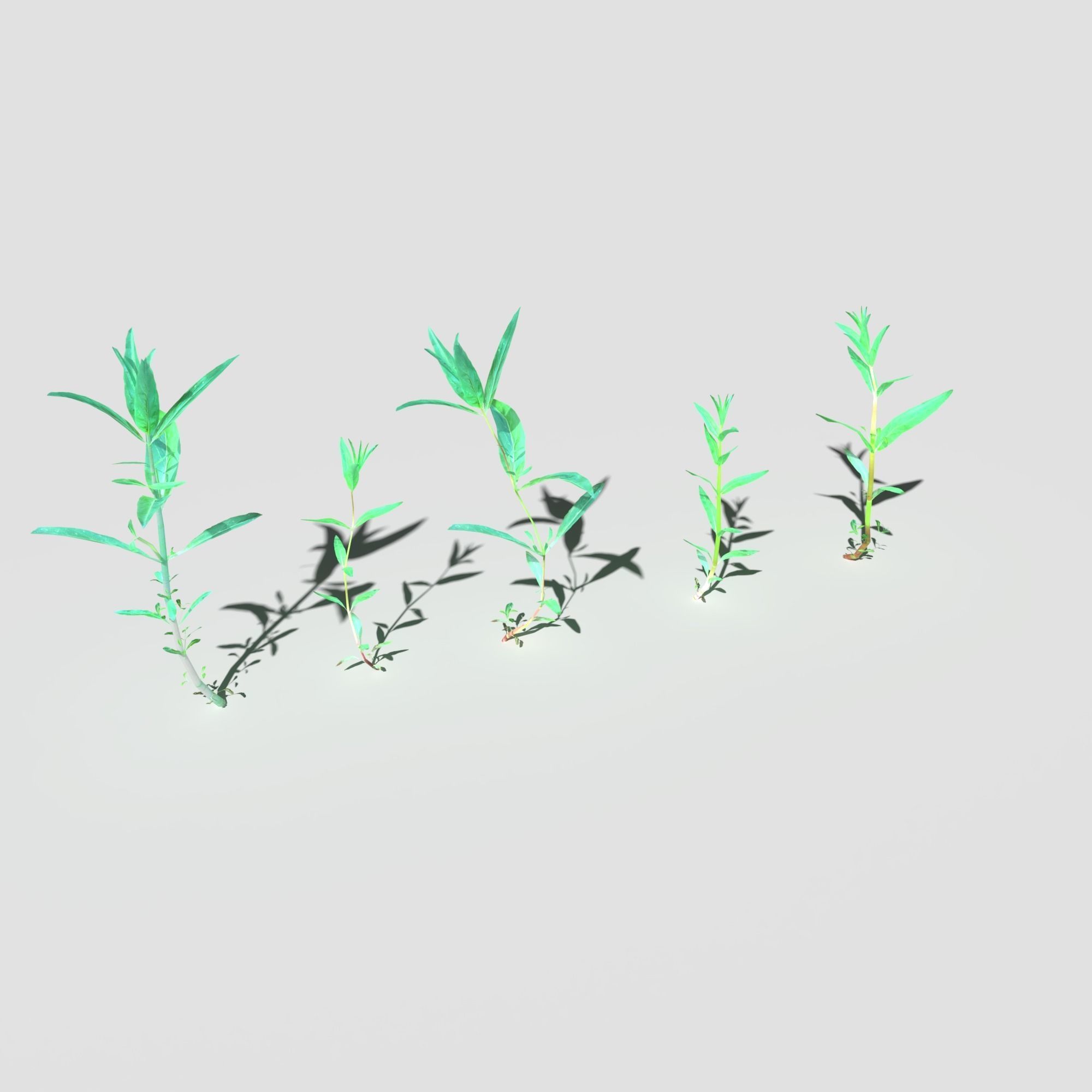 Plant Pack Meadow 3D model_62