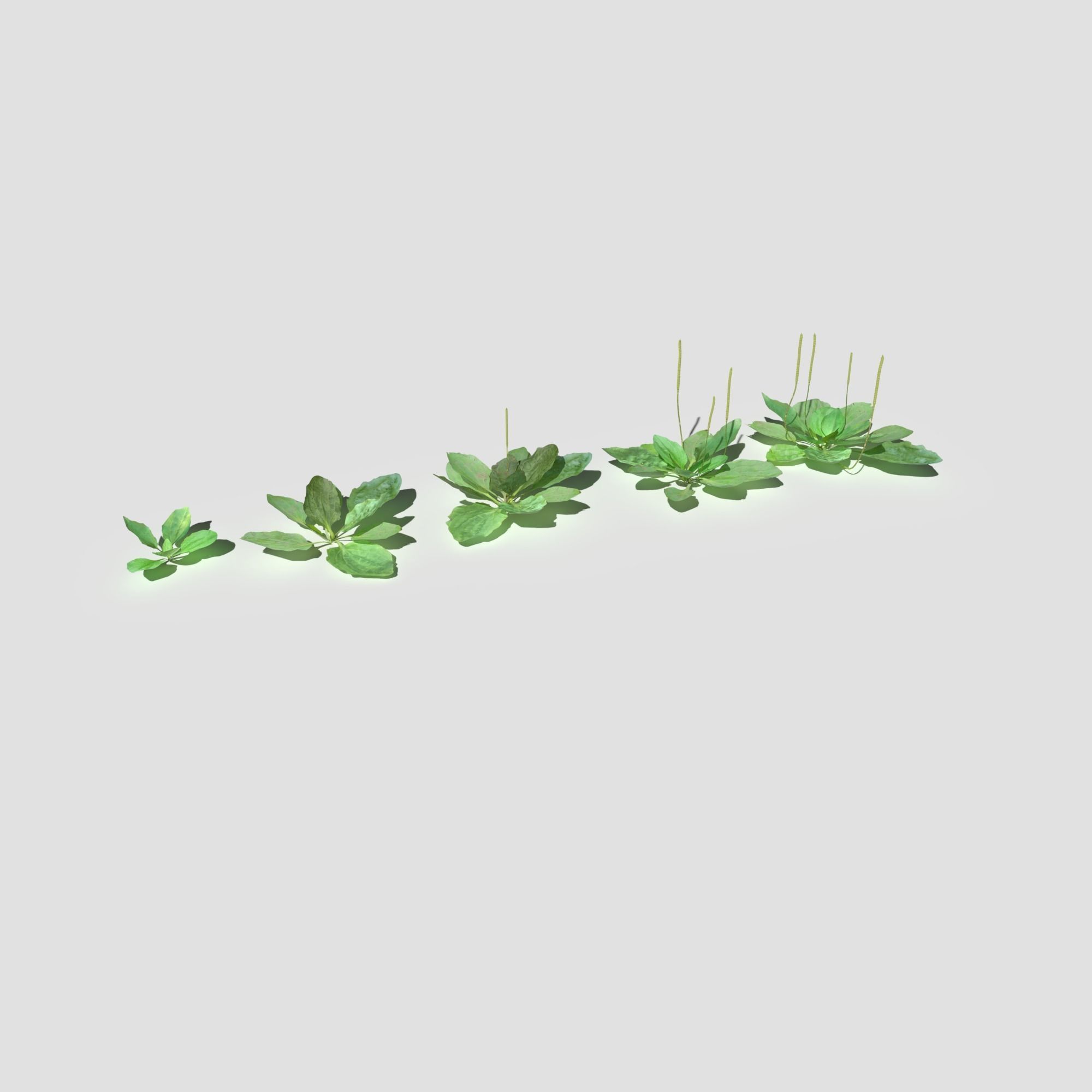 Plant Pack Meadow 3D model_23