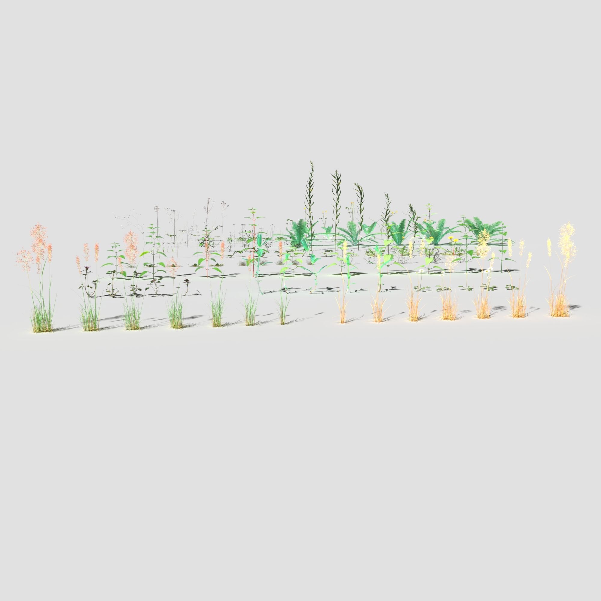 Plant Pack Meadow 3D model_6