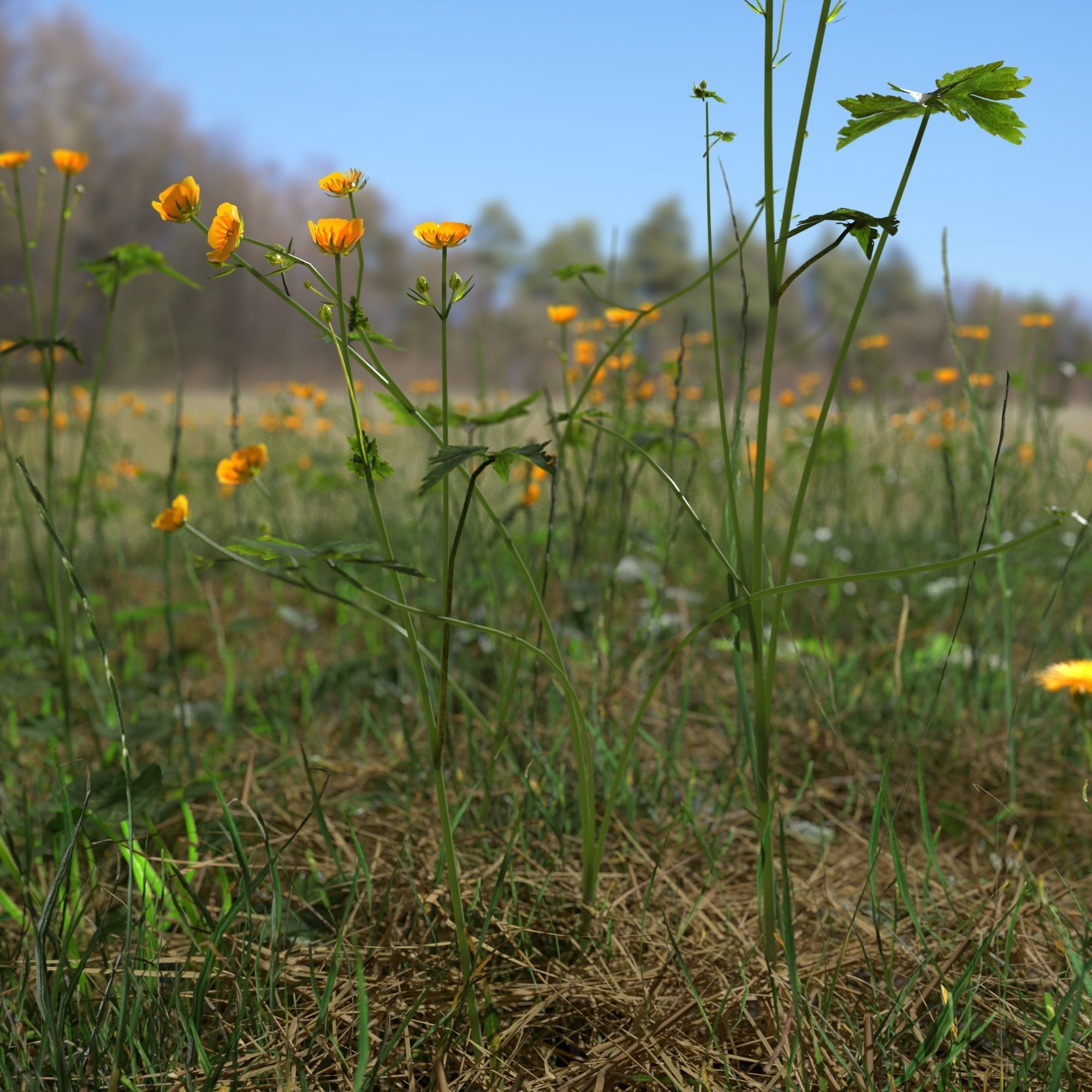 Plant Pack Meadow 3D model_3