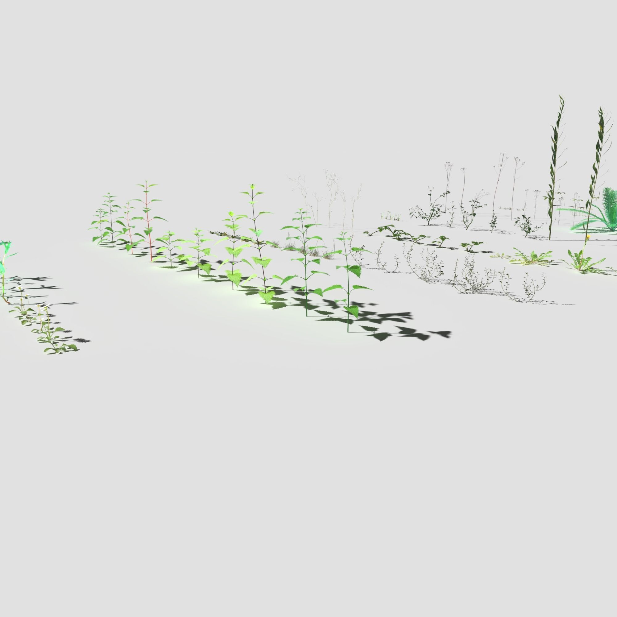 Plant Pack Meadow 3D model_8