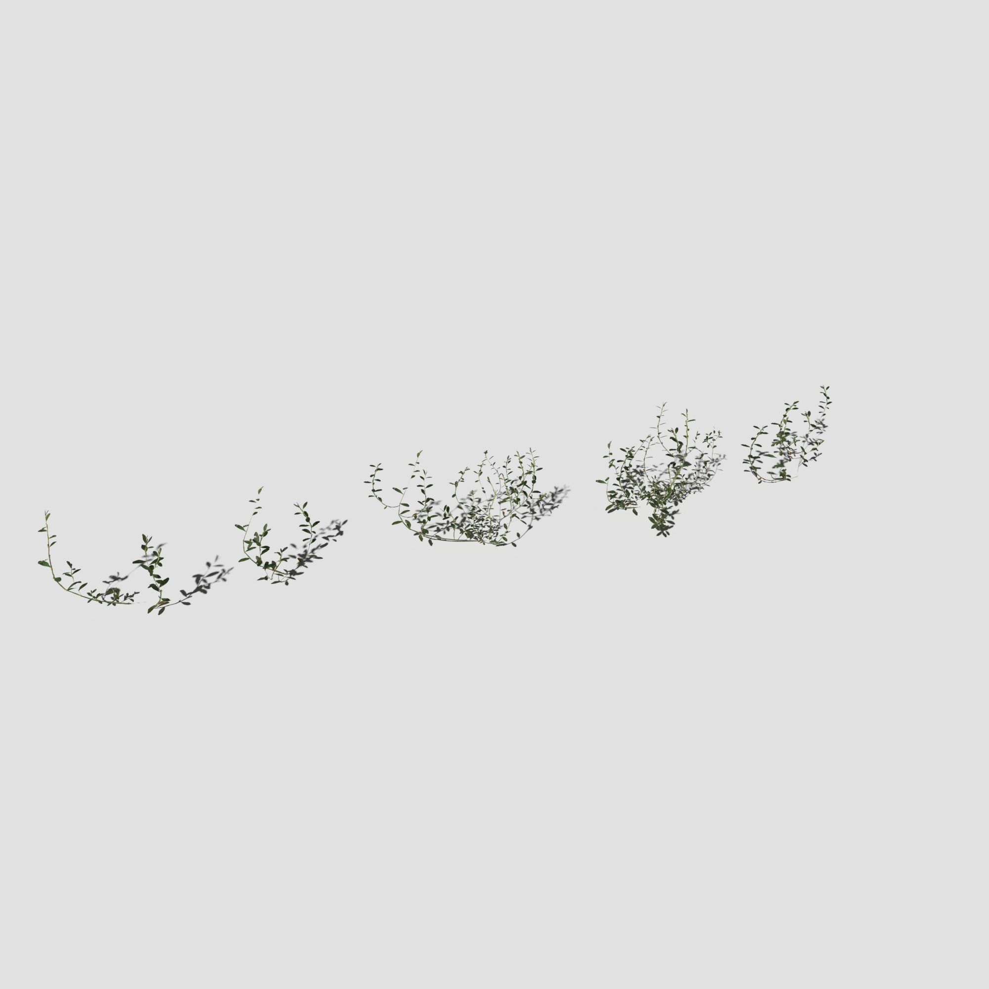 Plant Pack Meadow 3D model_56
