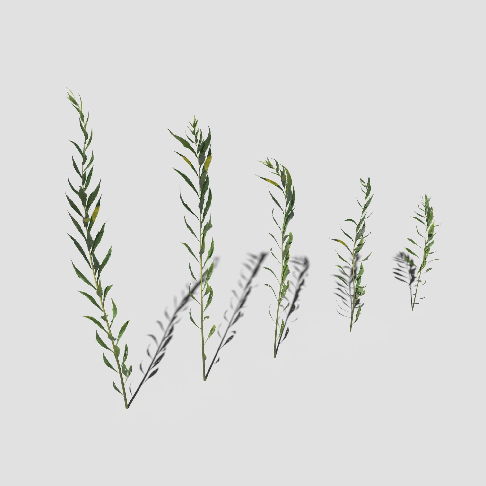 Plant Pack Meadow 3D model_44