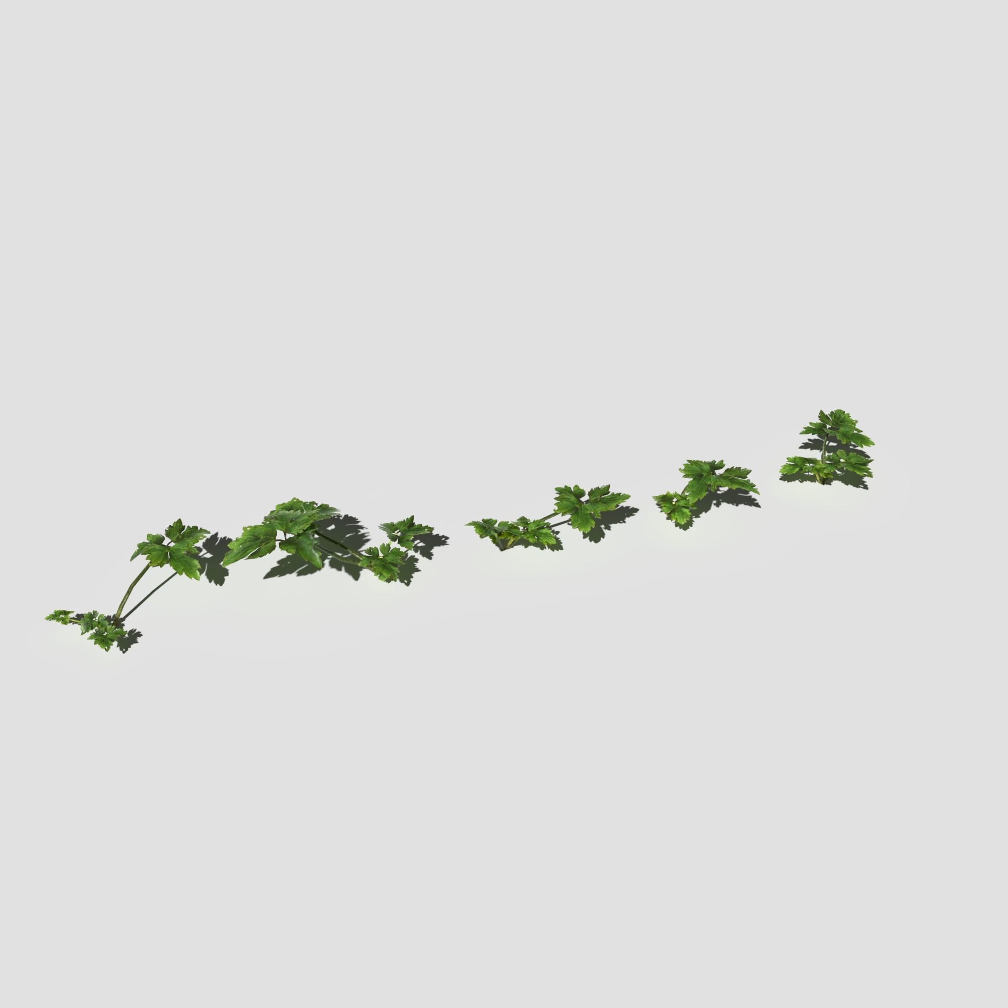 Plant Pack Meadow 3D model_48