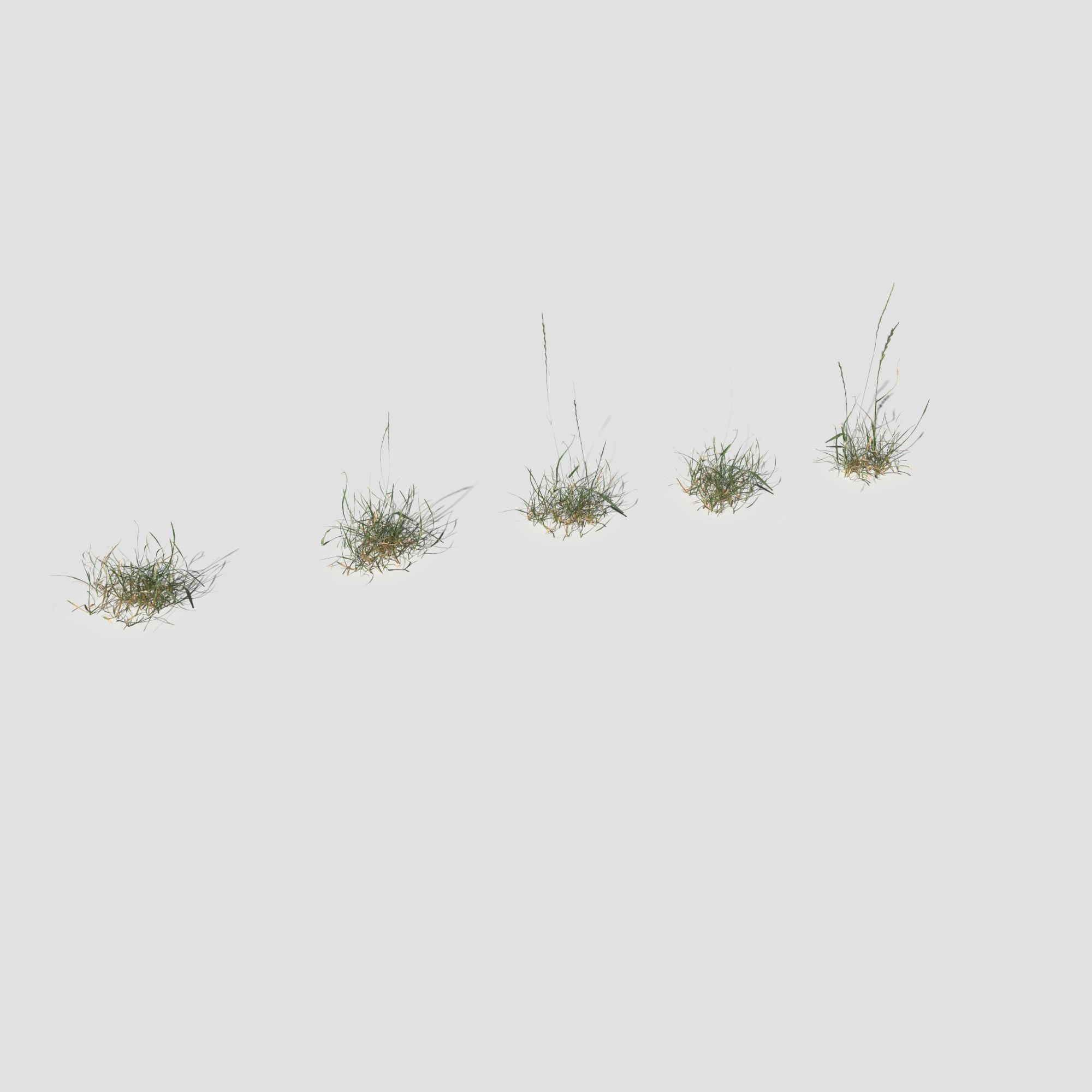 Plant Pack Meadow 3D model_54