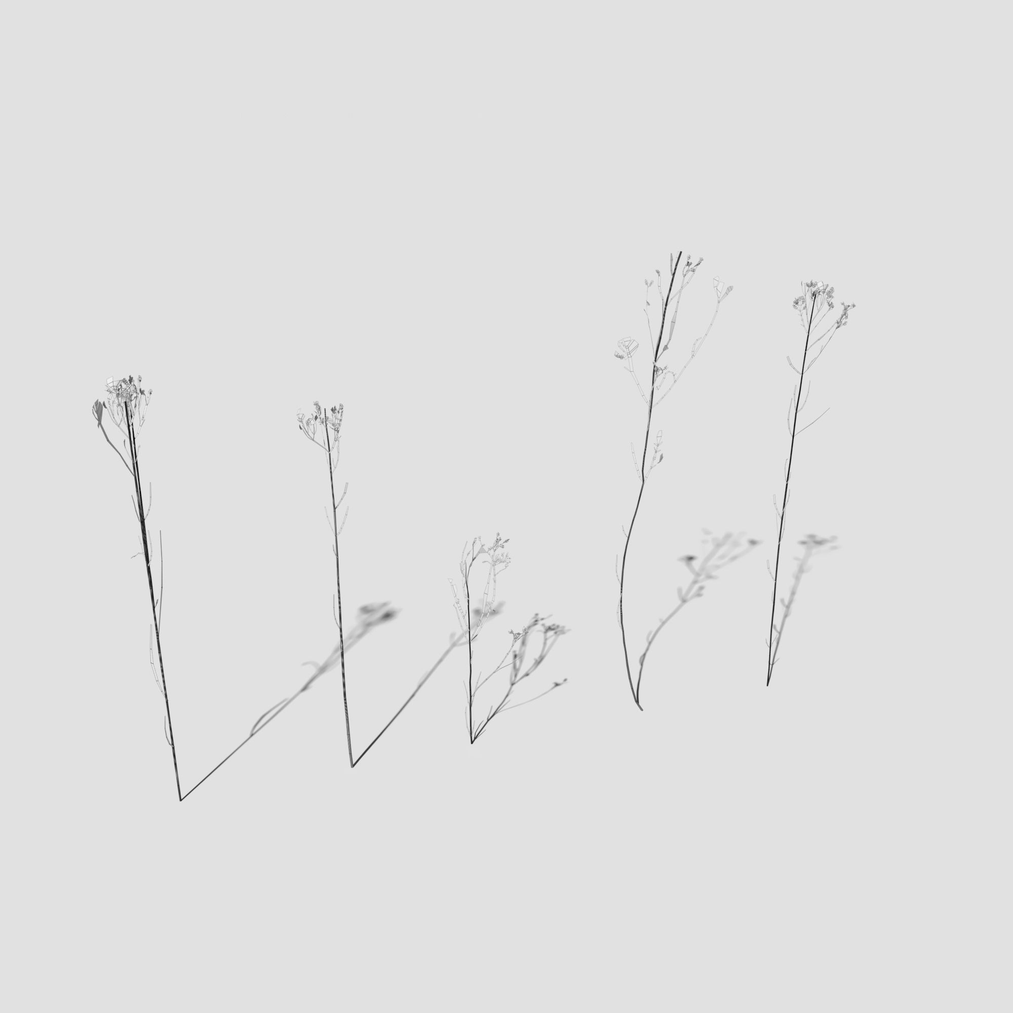 Plant Pack Meadow 3D model_35