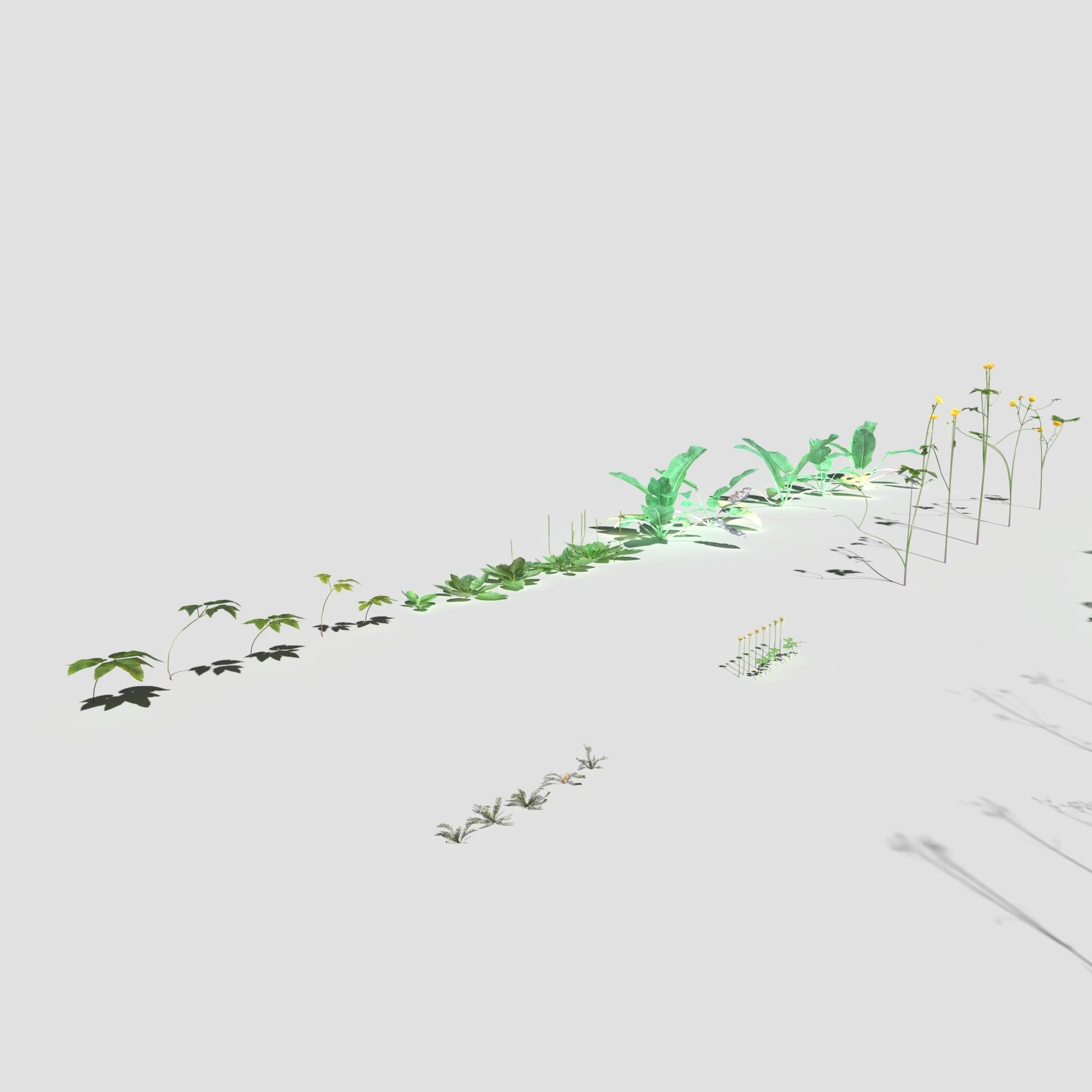 Plant Pack Meadow 3D model_13