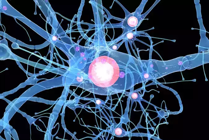 Nerve Cell Anatomy In Details 3D model