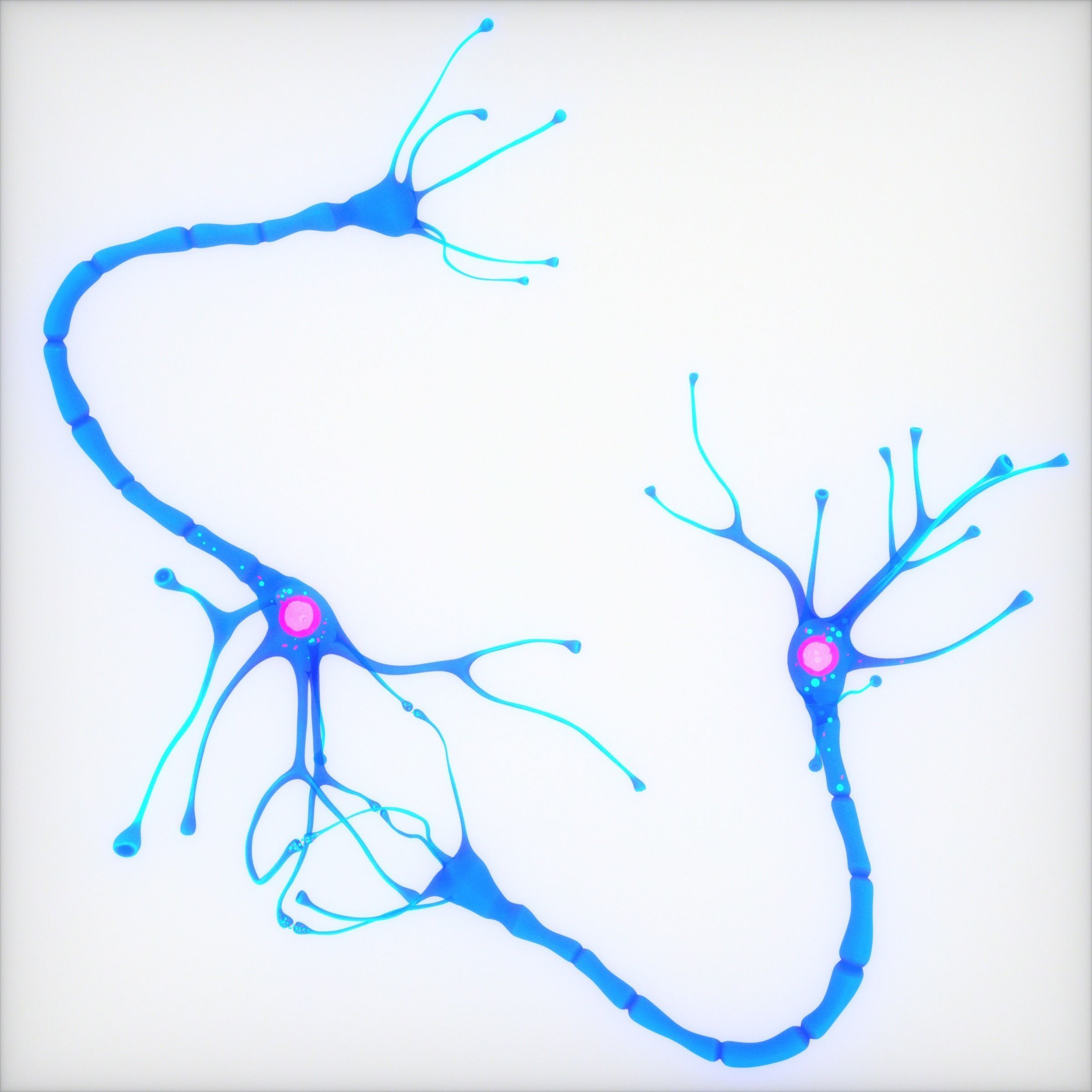 Nerve Cell Anatomy In Details 3D model_6