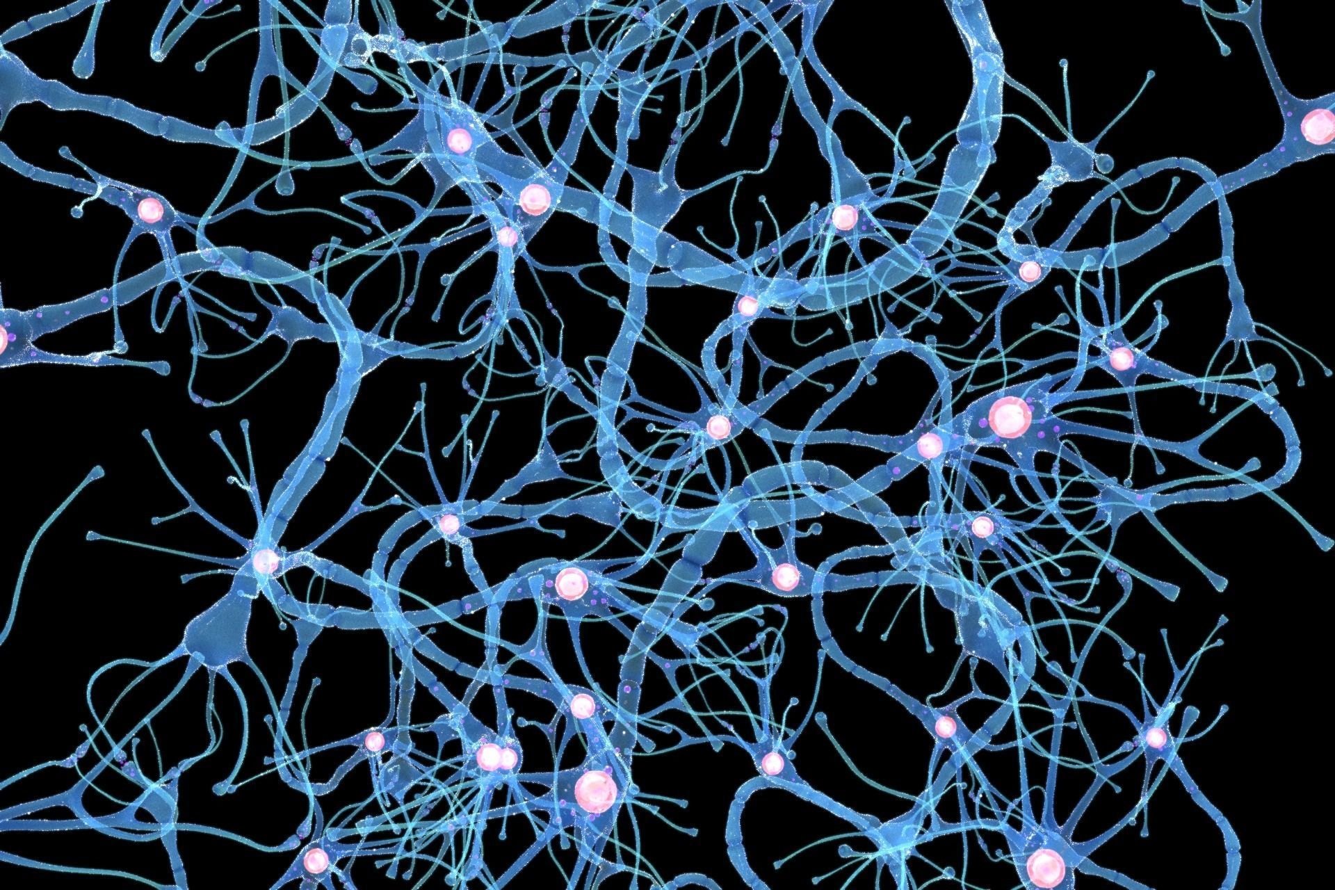 Nerve Cell Anatomy In Details 3D model_4