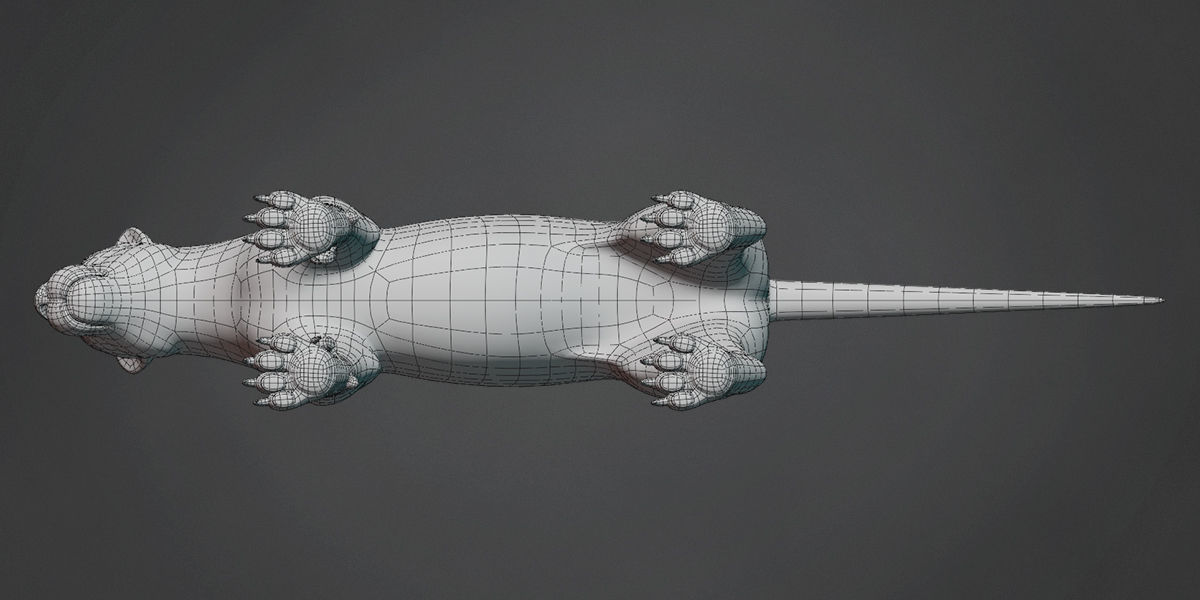 Lion Big Cat Base Mesh Low-poly 3D model_5