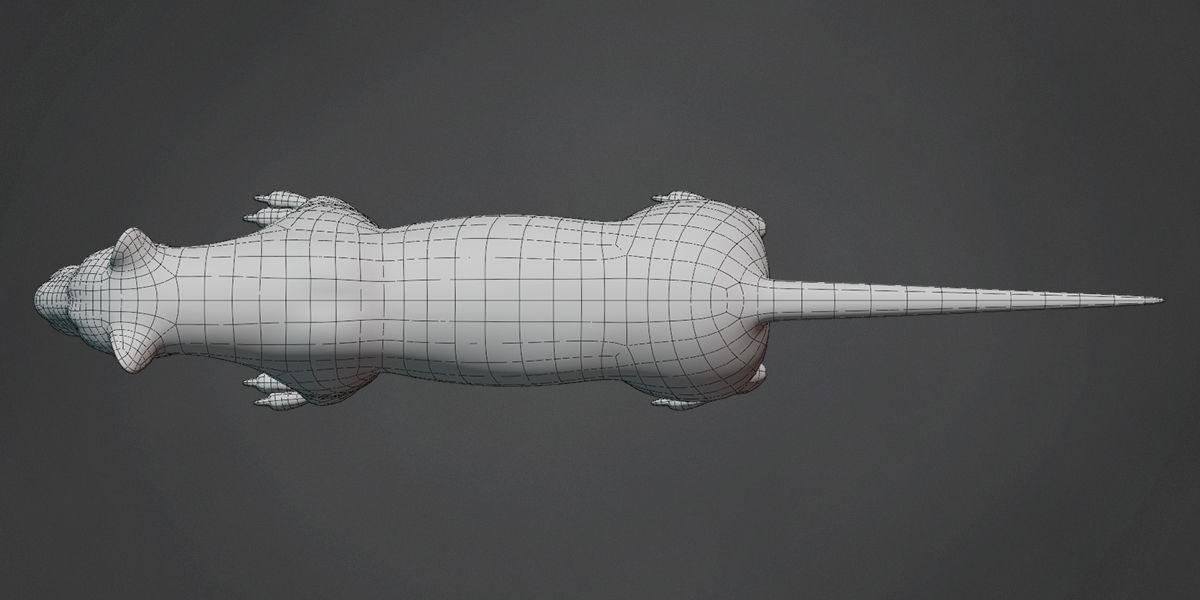 Lion Big Cat Base Mesh Low-poly 3D model_4