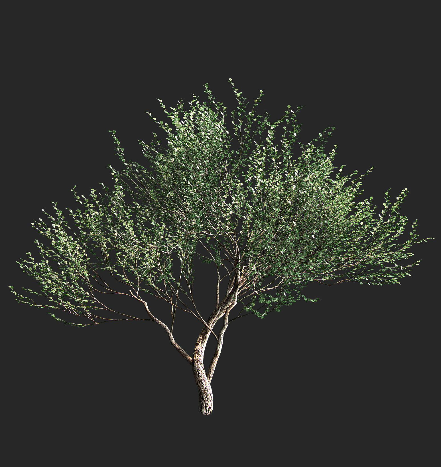Set of olive trees - 4 models 3D model_4