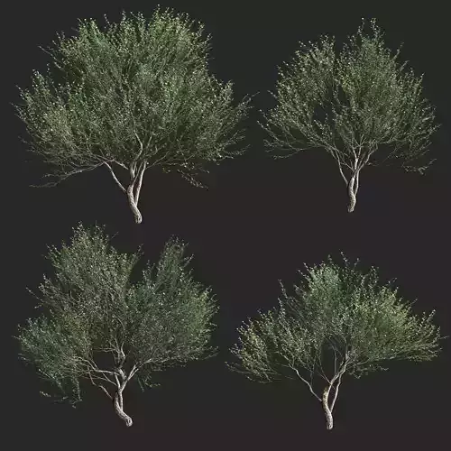 Set of olive trees - 4 models 3D model