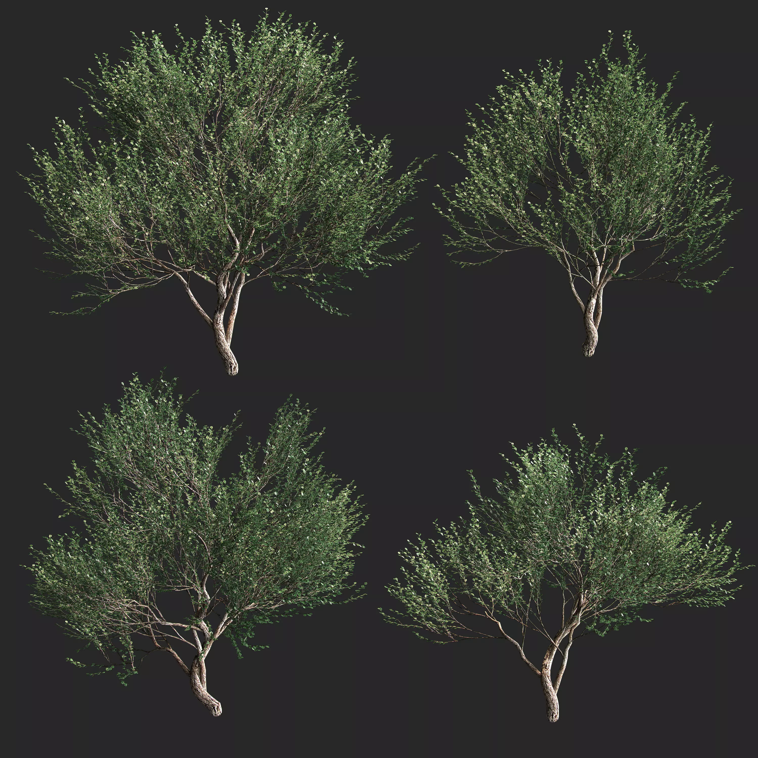Set of olive trees - 4 models 3D model_0