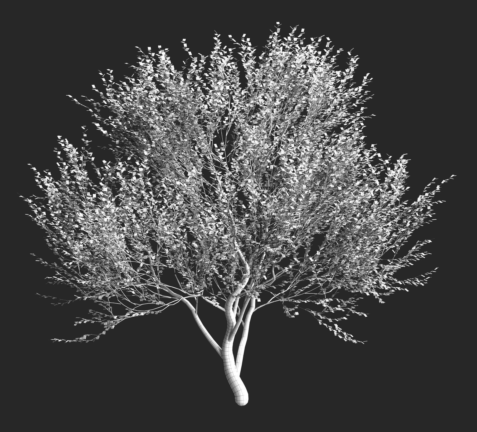 Set of olive trees - 4 models 3D model_6