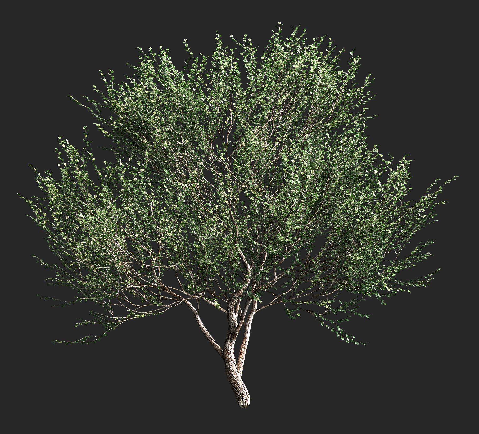 Set of olive trees - 4 models 3D model_1