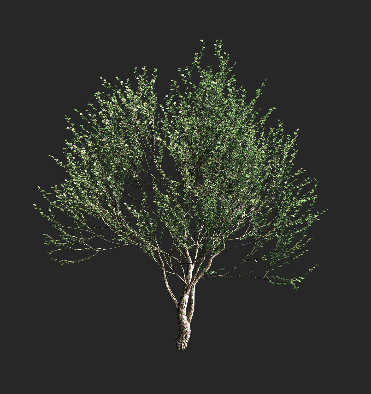Set of olive trees - 4 models 3D model_2