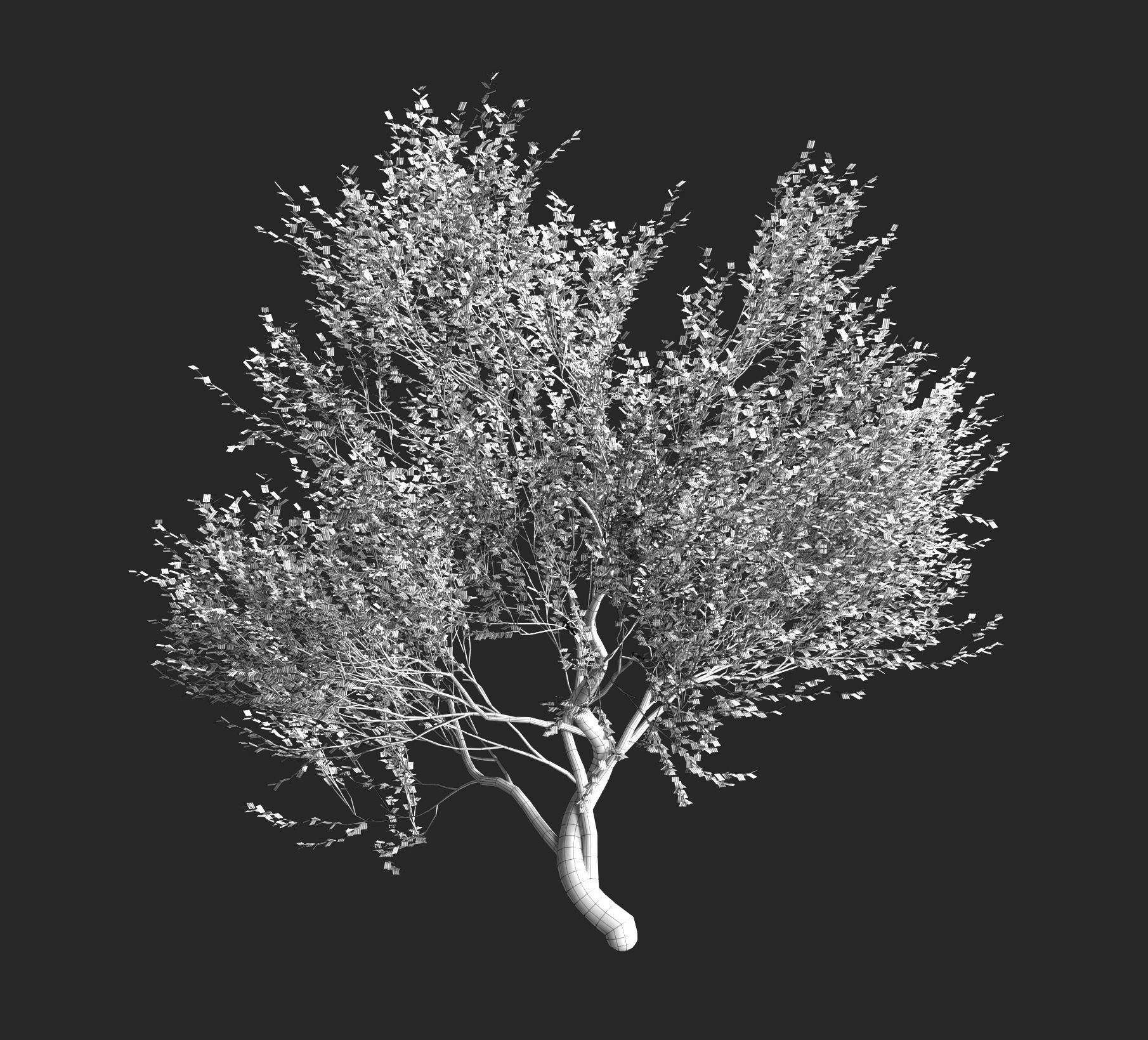 Set of olive trees - 4 models 3D model_8
