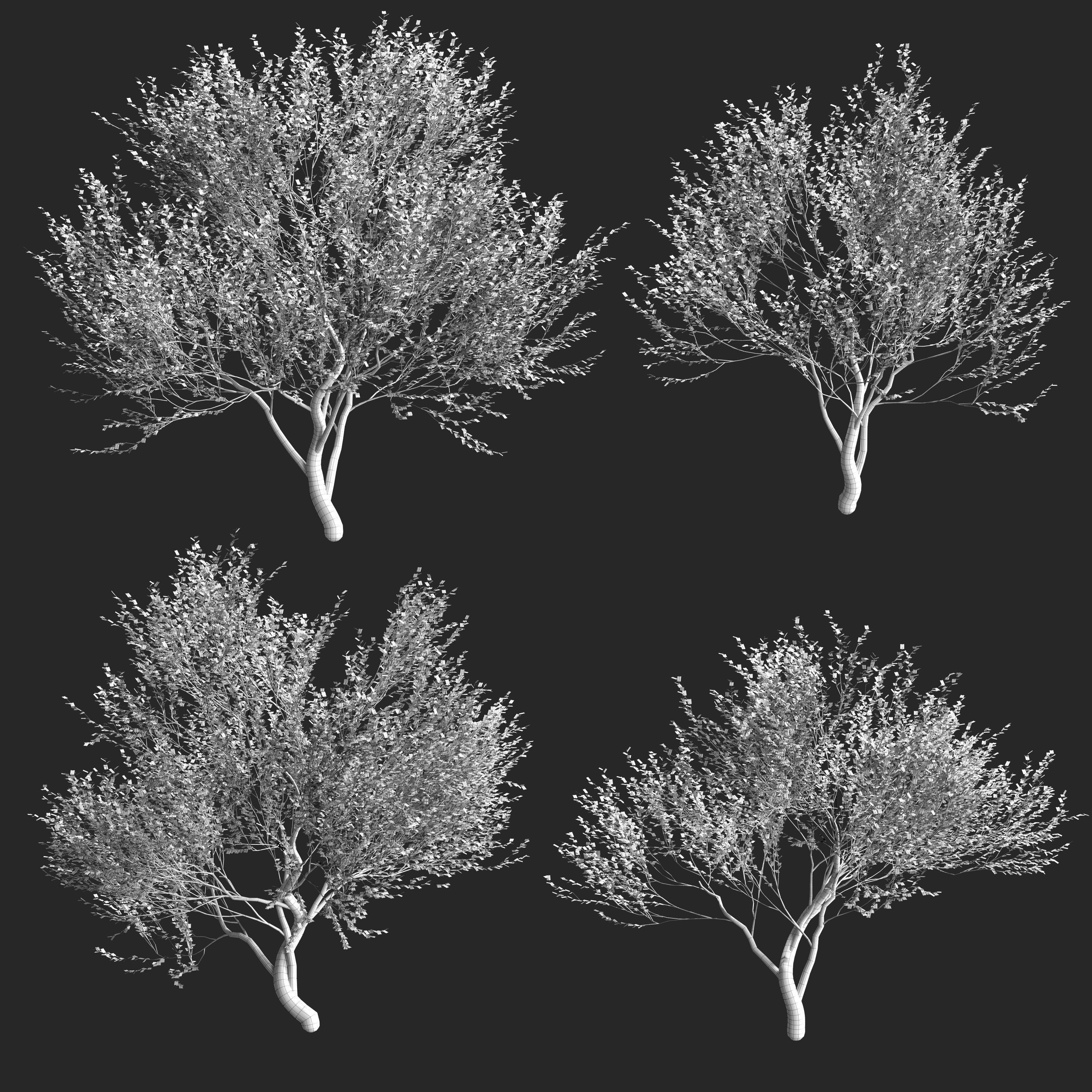 Set of olive trees - 4 models 3D model_5