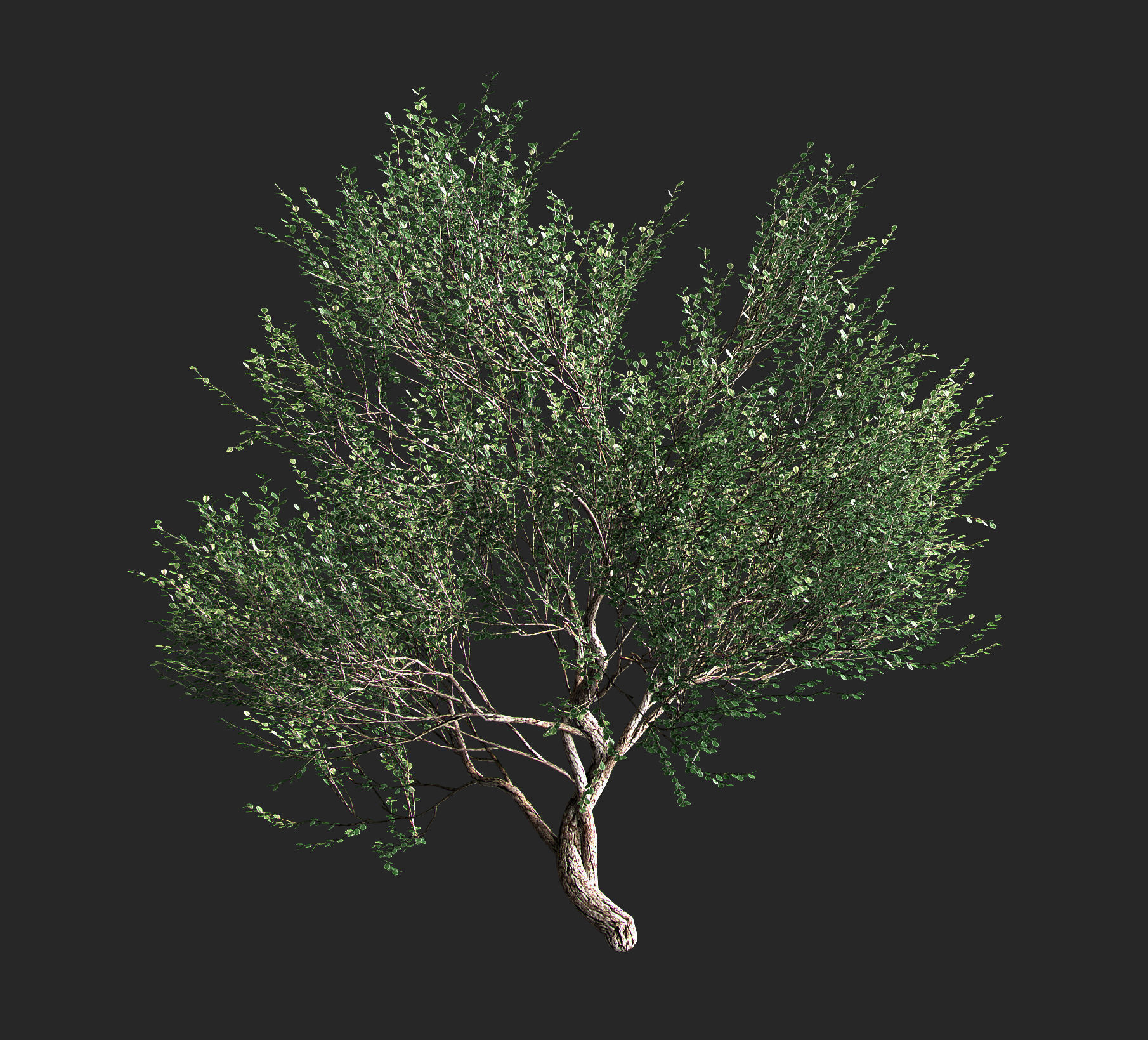 Set of olive trees - 4 models 3D model_3