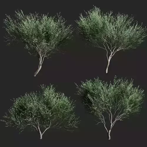 Set of olive trees v2 - 4  models