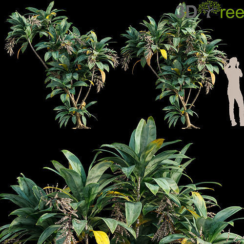 Dracaena 01 Low-poly 3D model