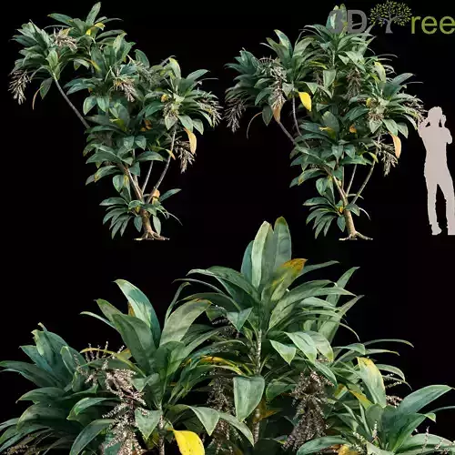 Dracaena 01 Low-poly 3D model