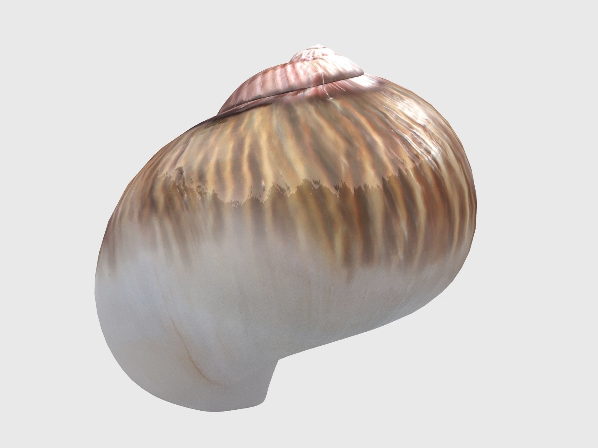 Sea snail Low-poly 3D model_7