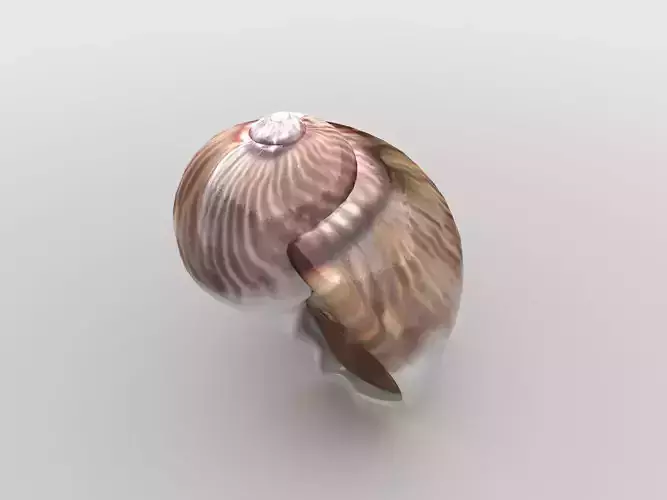 Sea snail